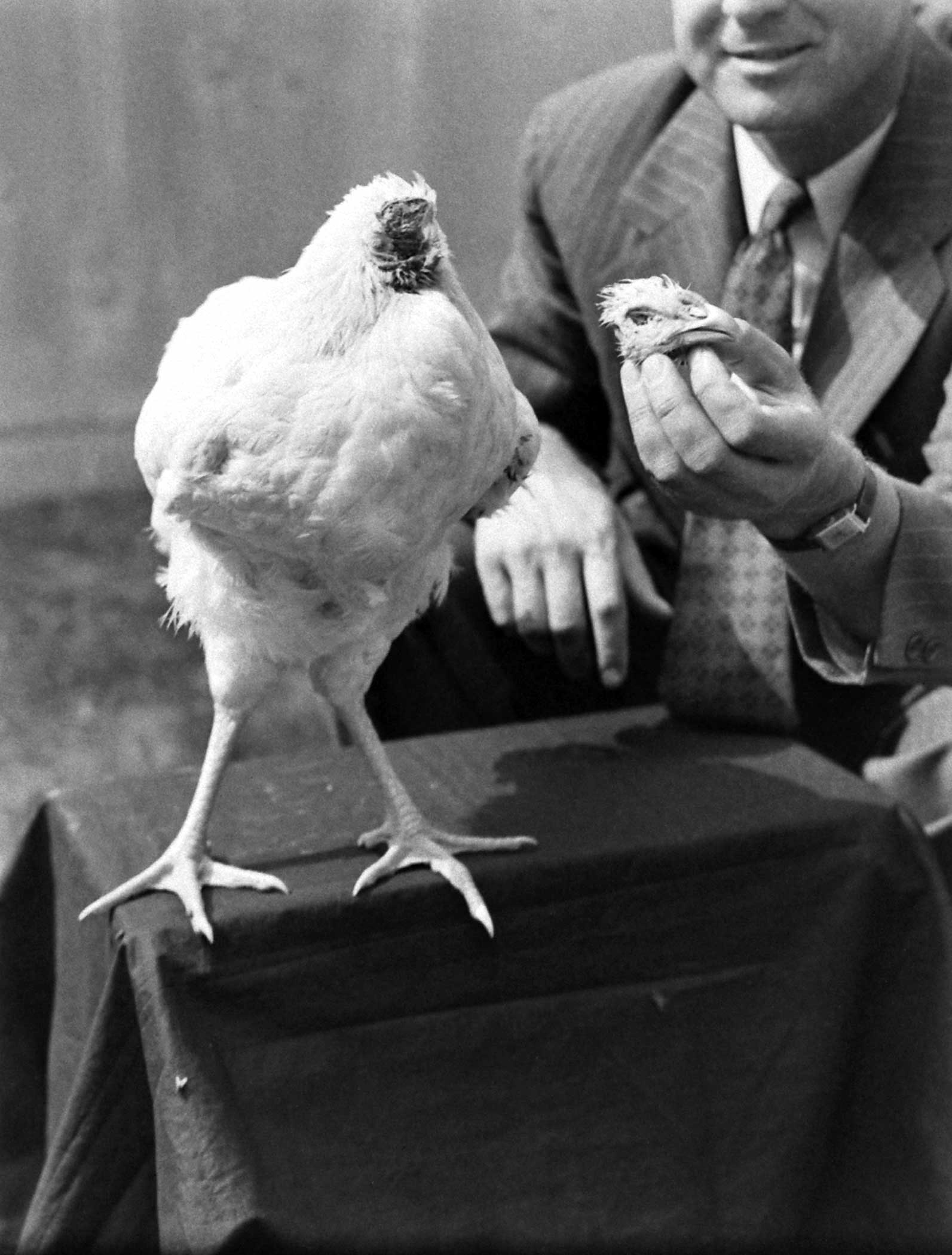 Promoter Hope Wade holds Mike the headless chicken's formerly useful noggin, as if attempting to reintroduce the bird to its lost self, in 1945. (Some reports, however, claim that the Olsons' cat ate Mike's head, and that another rooster's head stood in for Mike's during his brief brush with fame.)