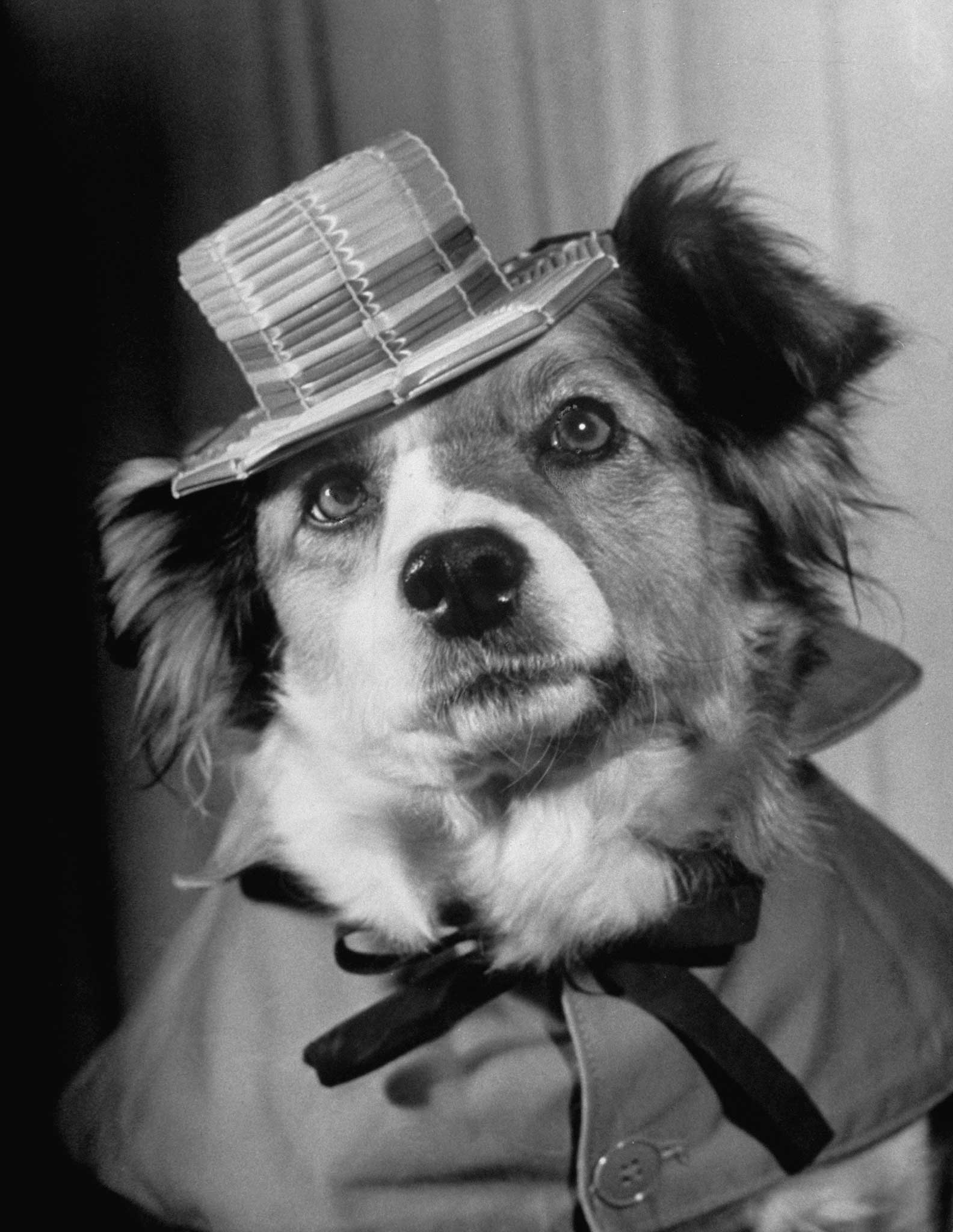 Lucky in the movie, "The Lost Dog".