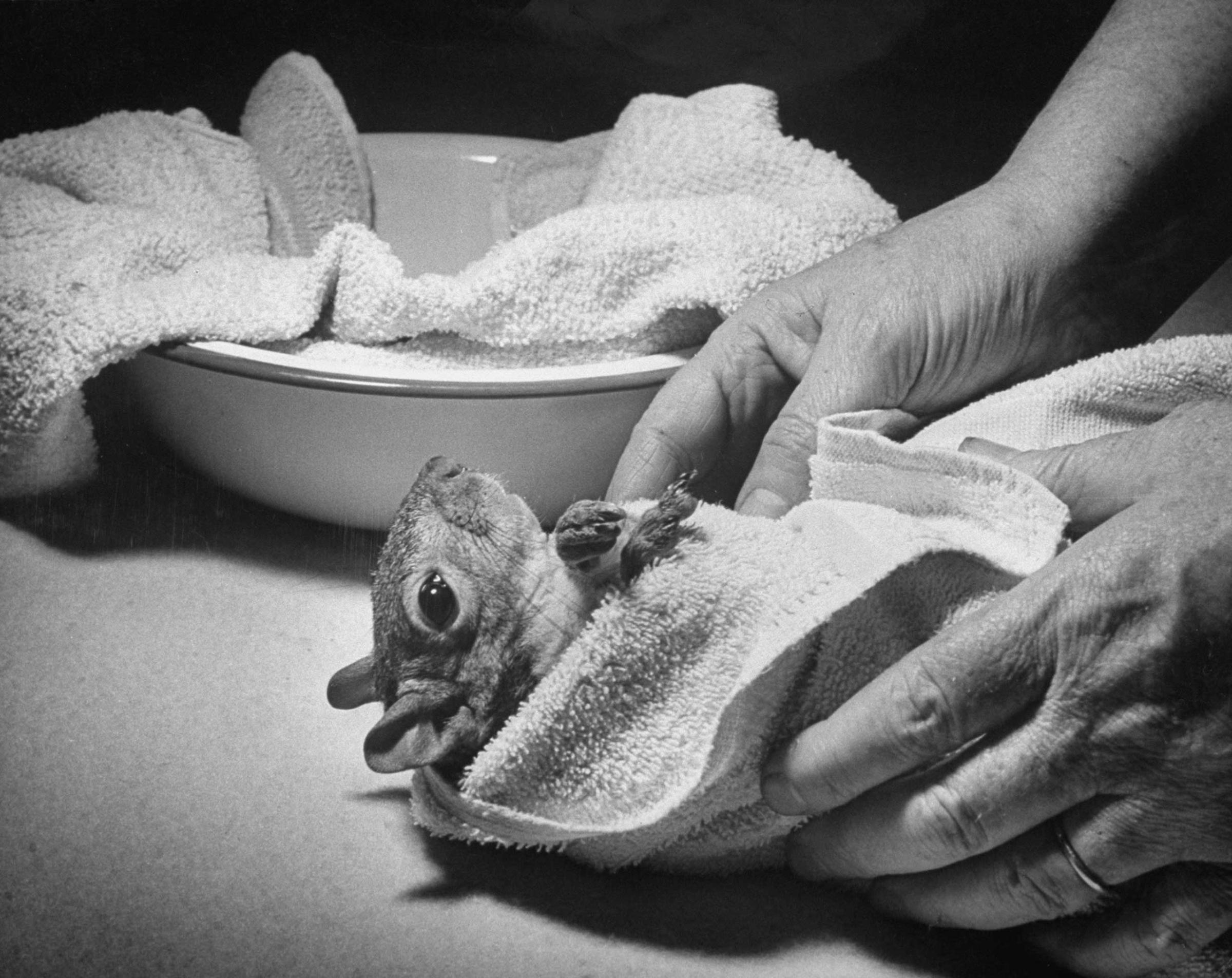 Tommy [Tucker, the squirrel] is dried after a bath. He seems to like being rubbed briskly. Although Tommy is neat about his own person, Mrs. Bullis [the woman who dressed him in clothes that she herself designed and made] has never been able to housebreak him.