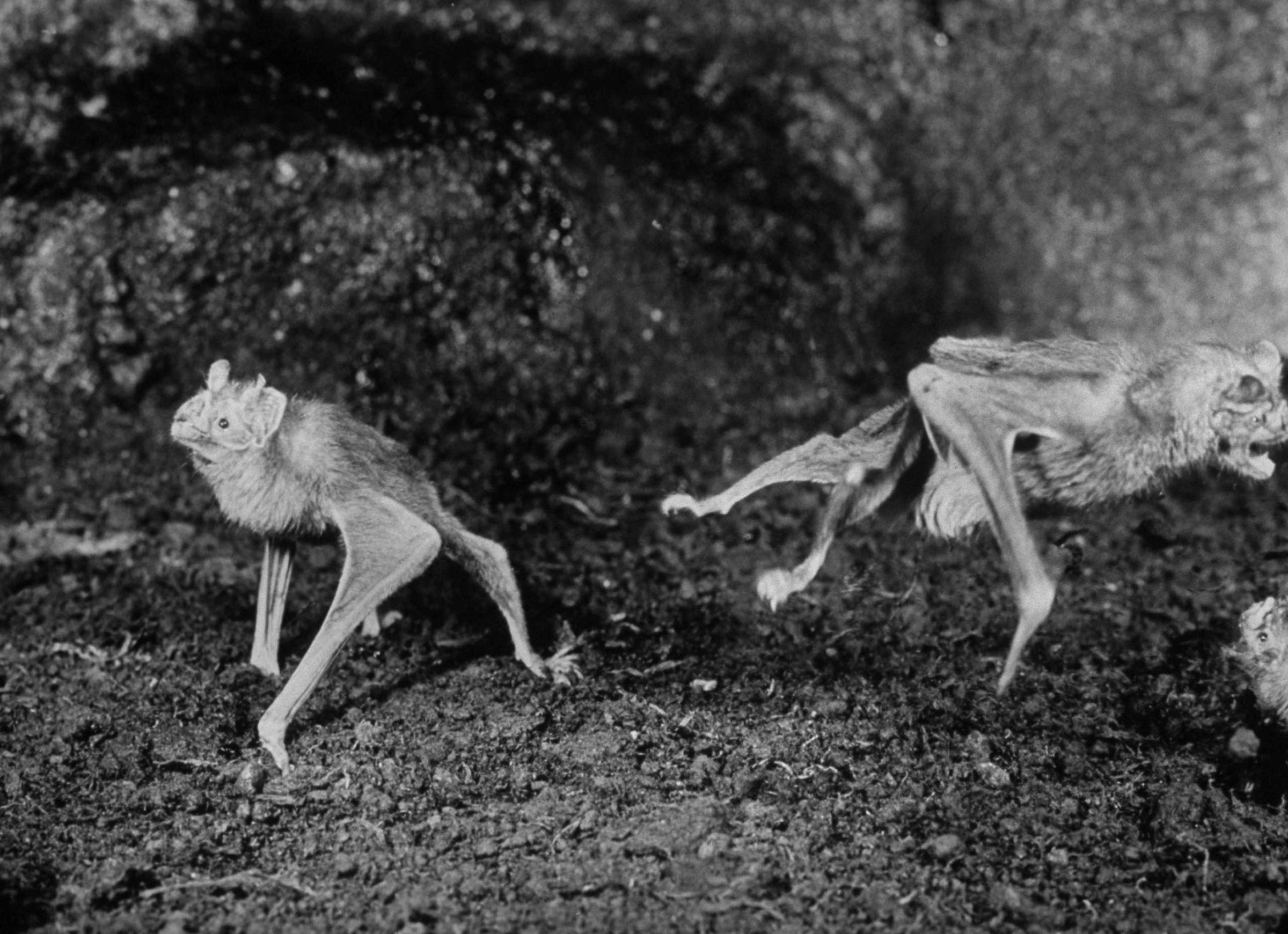 Caption that accompanied this picture in the March 29, 1968, issue of LIFE: "As agile as frogs, vampire bats in the Cincinnati zoo hop and leap about their cage."