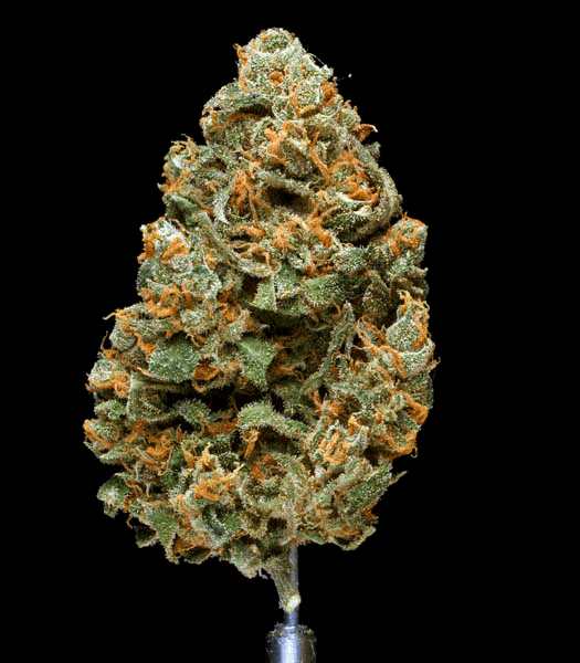 Hawgs Breath
                              
                              Type: Indica
                              
                              Lineage: Hindu Kush x Afghani
                              
                              Smell/Taste: Fruity, Earthy, Citrus
                              
                              Effect: Euphoric, Relaxed, Uplifted, Sleepiness, Pain Relief, Stress/Anxiety Relief