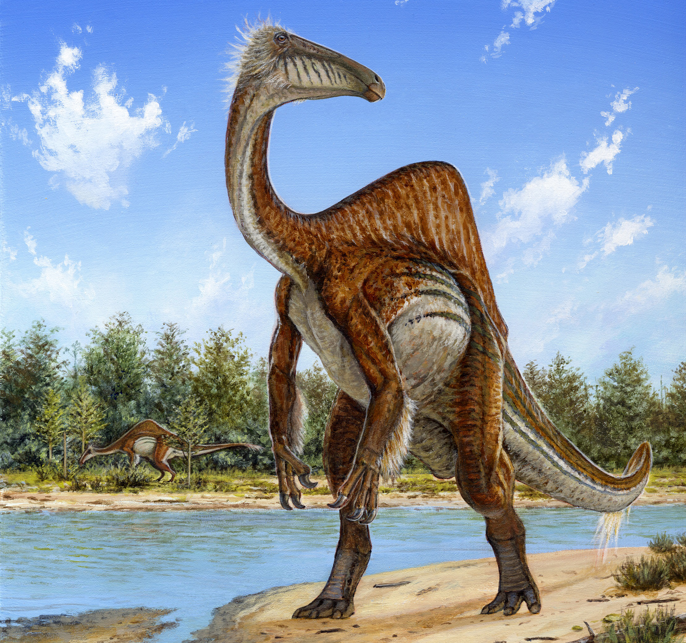 This undated handout image provided by Michael Skrepnick, Dinosaurs in Art, Nature Publishing Group, shows a deinocheirus (Michael Skrepnick—AP)