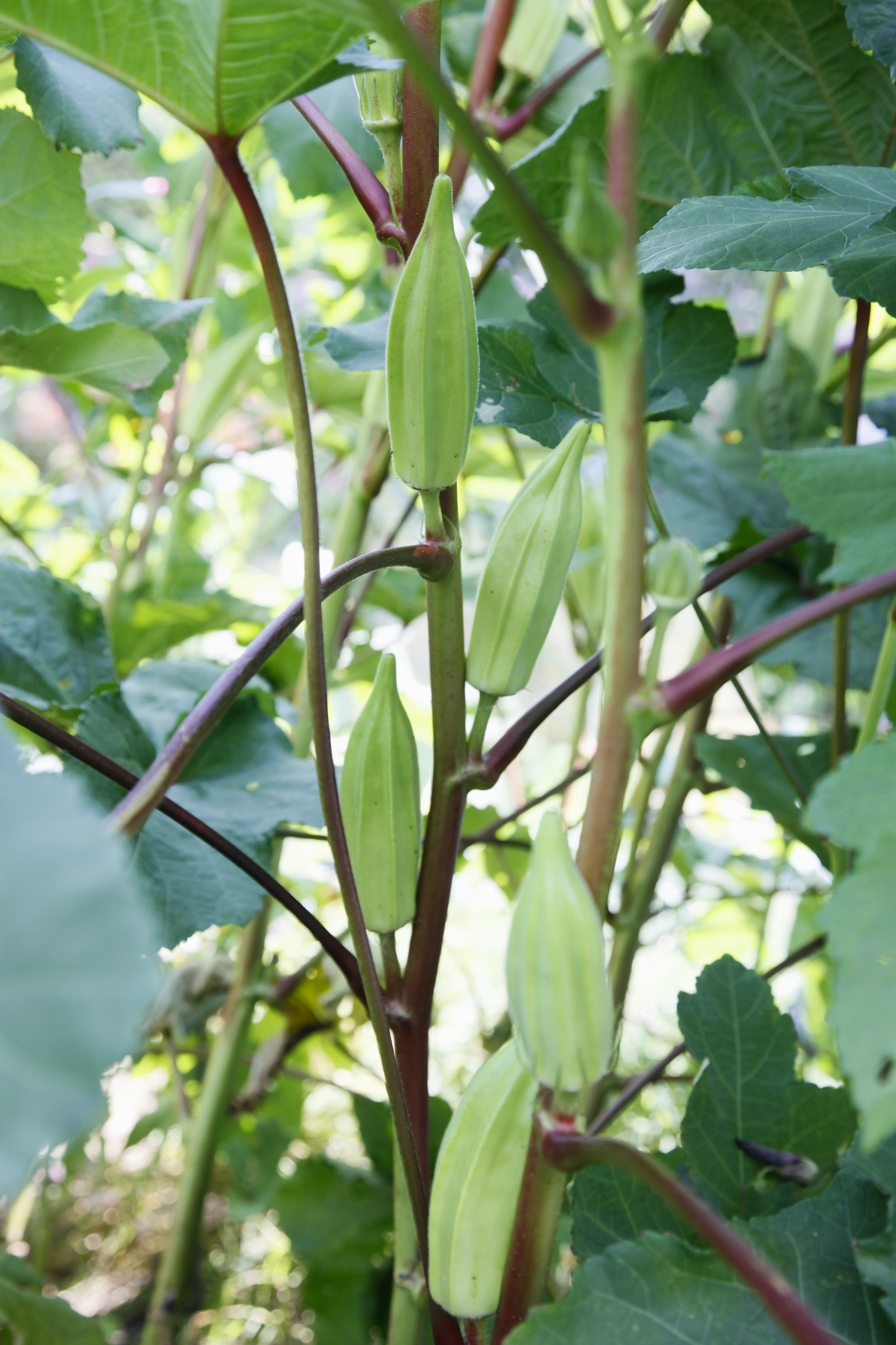 Growing Okra (Joshua McCullough—Getty Images)