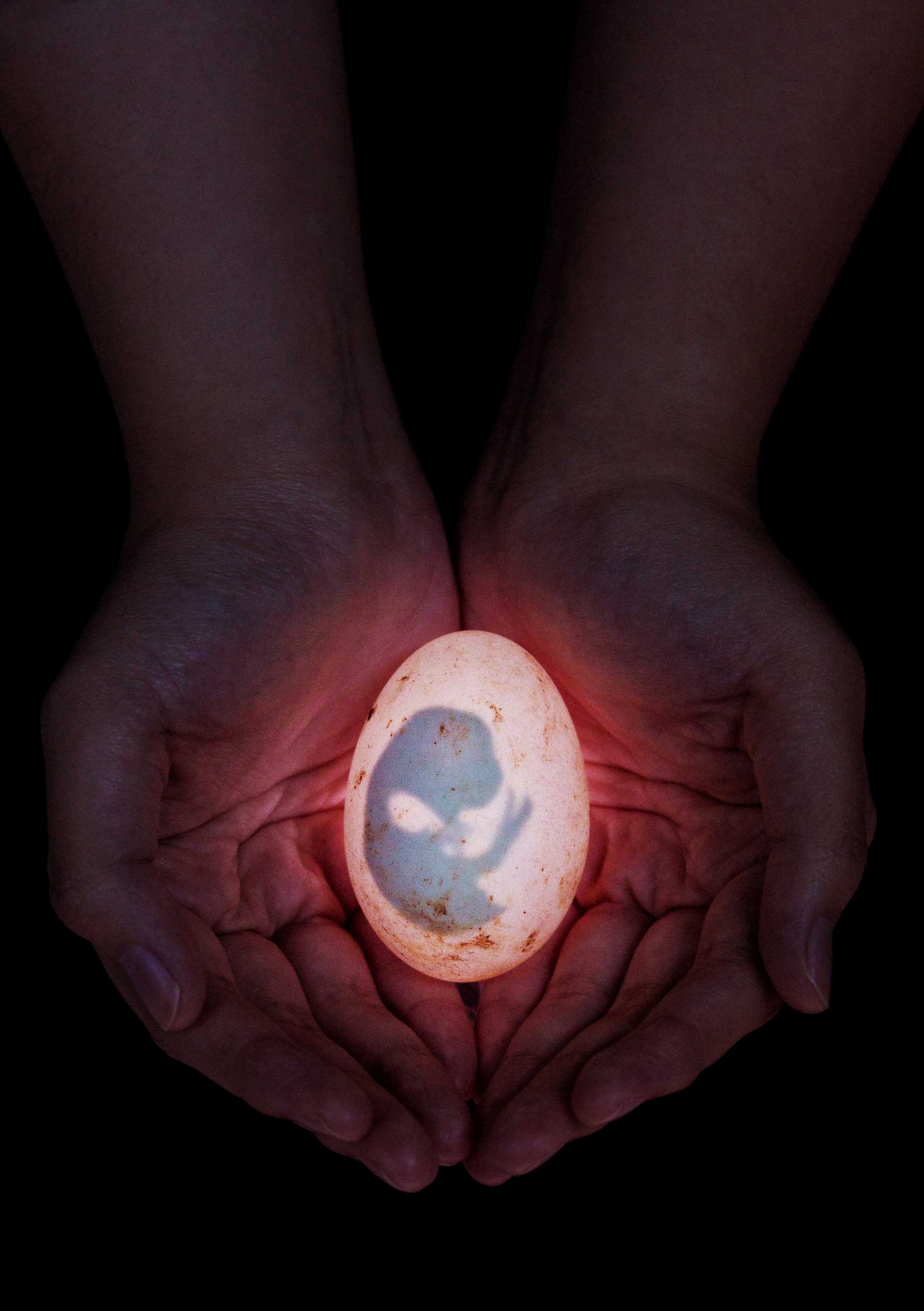 A chick embryo in a hardened eggshell is sustained until full development in Rizal, The Philippines.