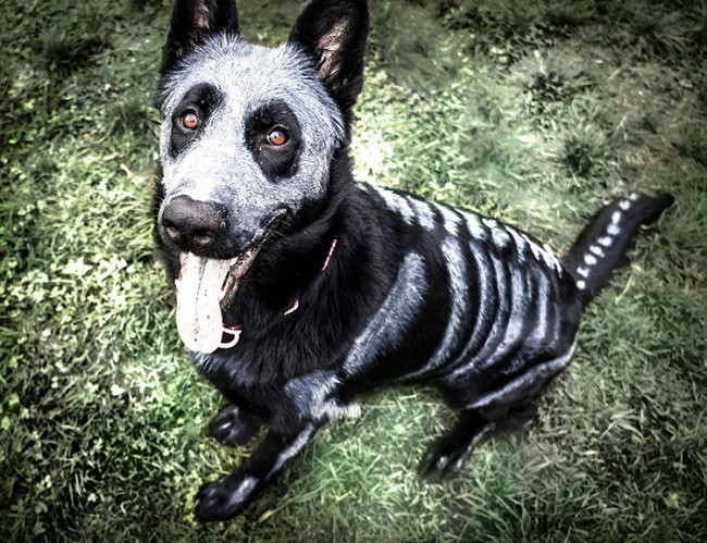 The Painted Skeleton Dog Nixe