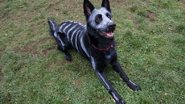 The Painted Skeleton Dog Nixe