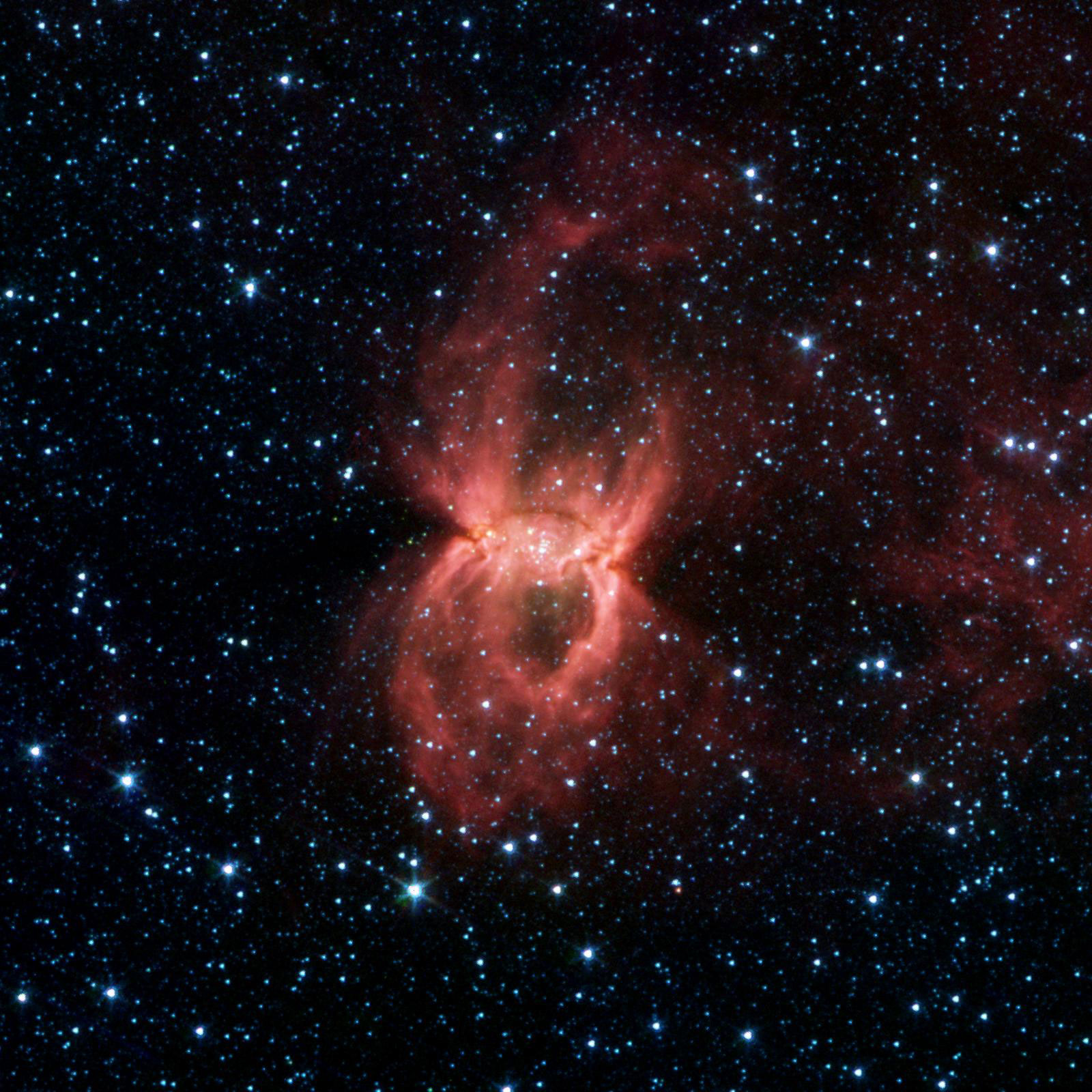 Black Widow Nebula Hides in the DustIn this Spitzer image, the two opposing bubbles are being formed in opposite directions by the powerful outflows from massive groups of forming stars. The baby stars can be seen as specks of yellow where the two bubbles overlap. When individual stars form from molecular clouds of gas and dust they produce intense radiation and very strong particle winds. Both the radiation and the stellar winds blow the dust outward from the star creating a cavity or bubble. In the case of the Black Widow Nebula, astronomers suspect that a large cloud of gas and dust condensed to create multiple clusters of massive star formation. The combined winds from these groups of large stars probably blew out bubbles into the direction of least resistance, forming a double bubble. Image credit: NASA/JPL-Caltech/Univ. of Wisc.