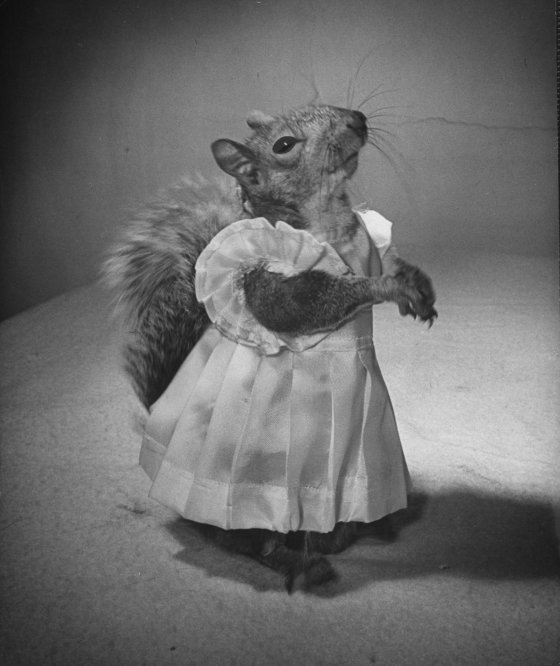 A Squirrel's Guide to Fashion