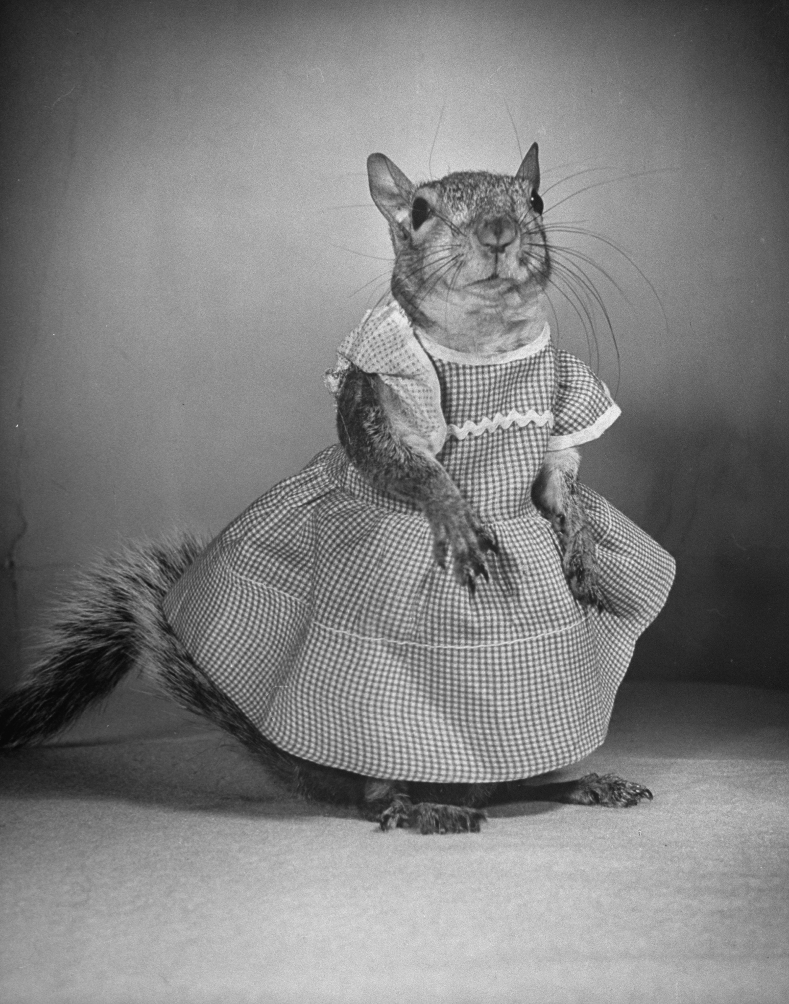 A Squirrel's Guide to Fashion