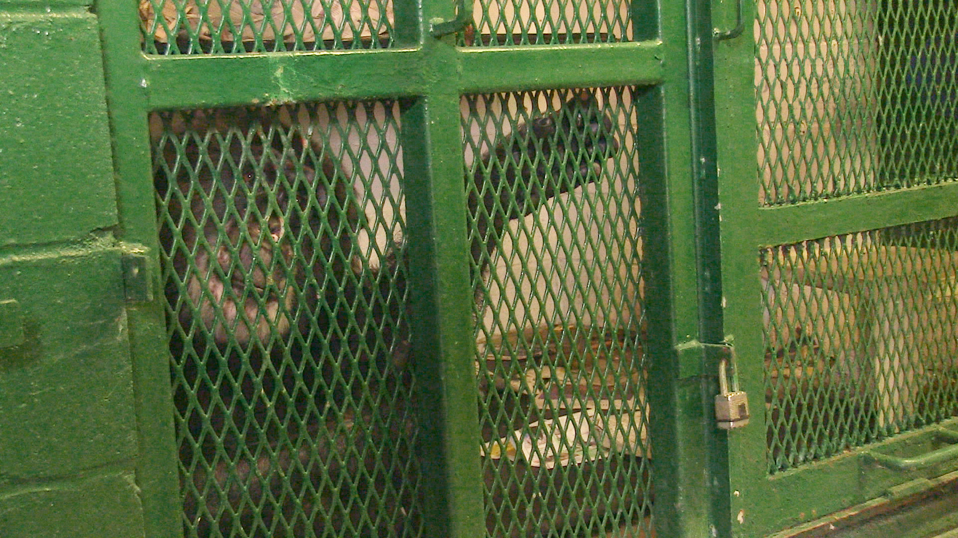 Tommy the chimpanzee (2014 Pennebaker Hegedus Films, Inc.)