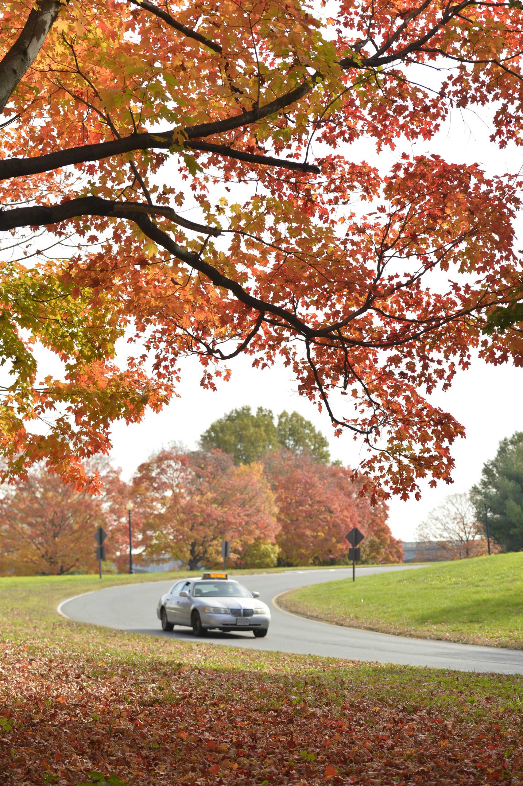 A car runs past fall foliage in Washington D.C., capital of the United States, on Oct. 28, 2014.