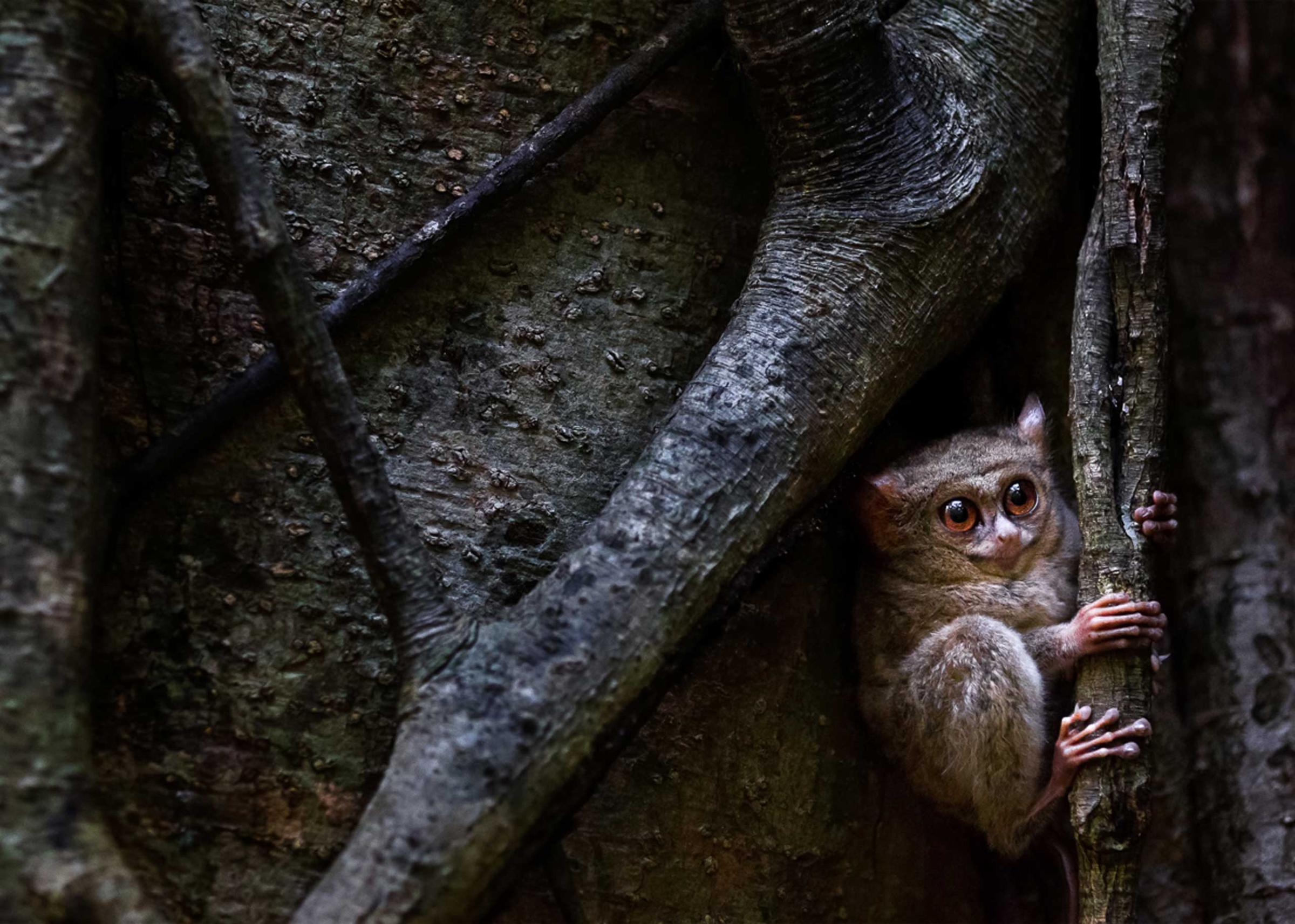 A tarsier in its natural habitat in Sulawesi, Indonesia.