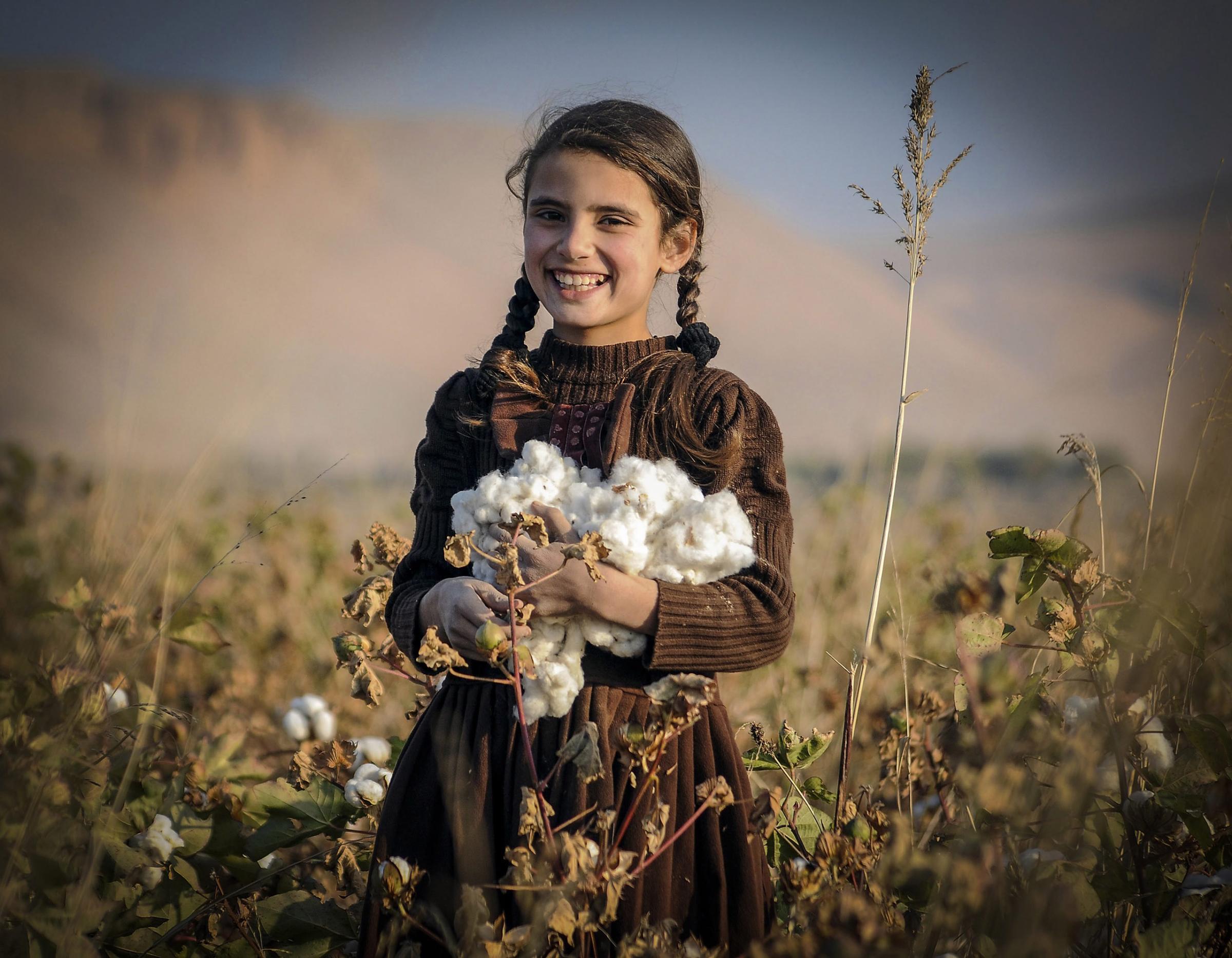 An Afghan girl harvests Cotton buds at a field on the outskirts of Balkh province, Afghanistan on Nov. 15, 2014.