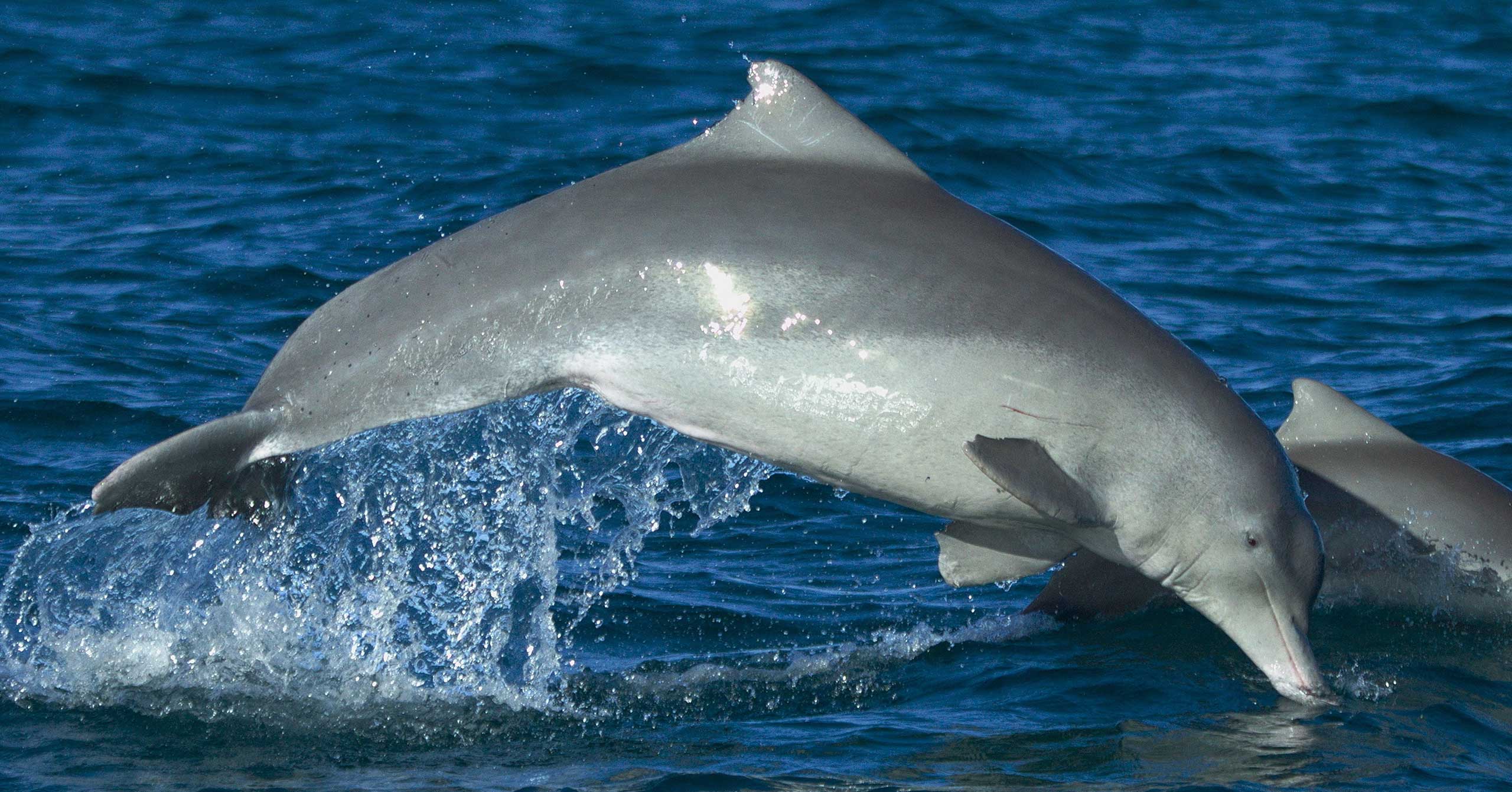 The Australian Humpback Dolphin
