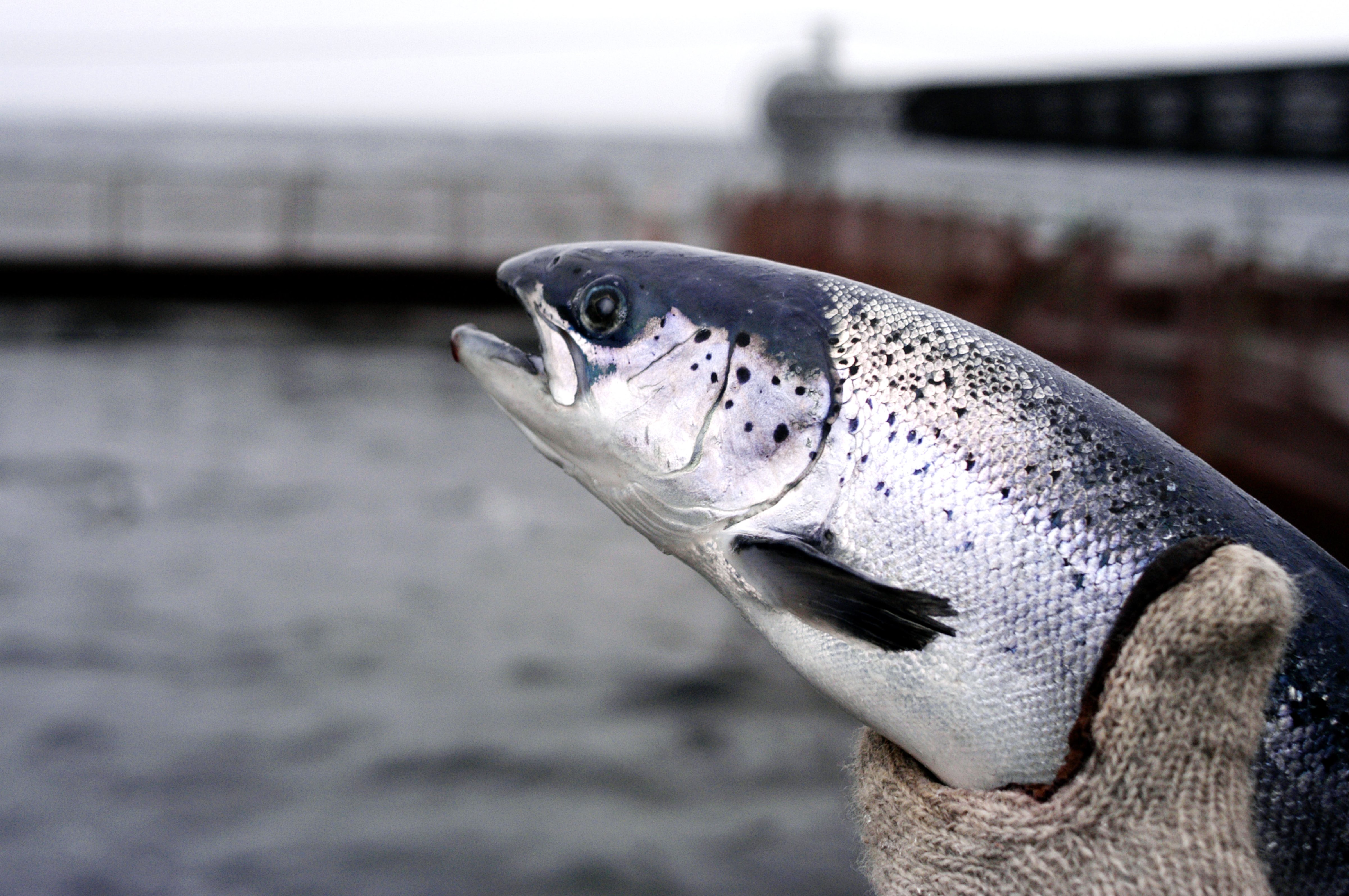 Farmed salmon (Rogan Macdonald&mdash;Getty Images)