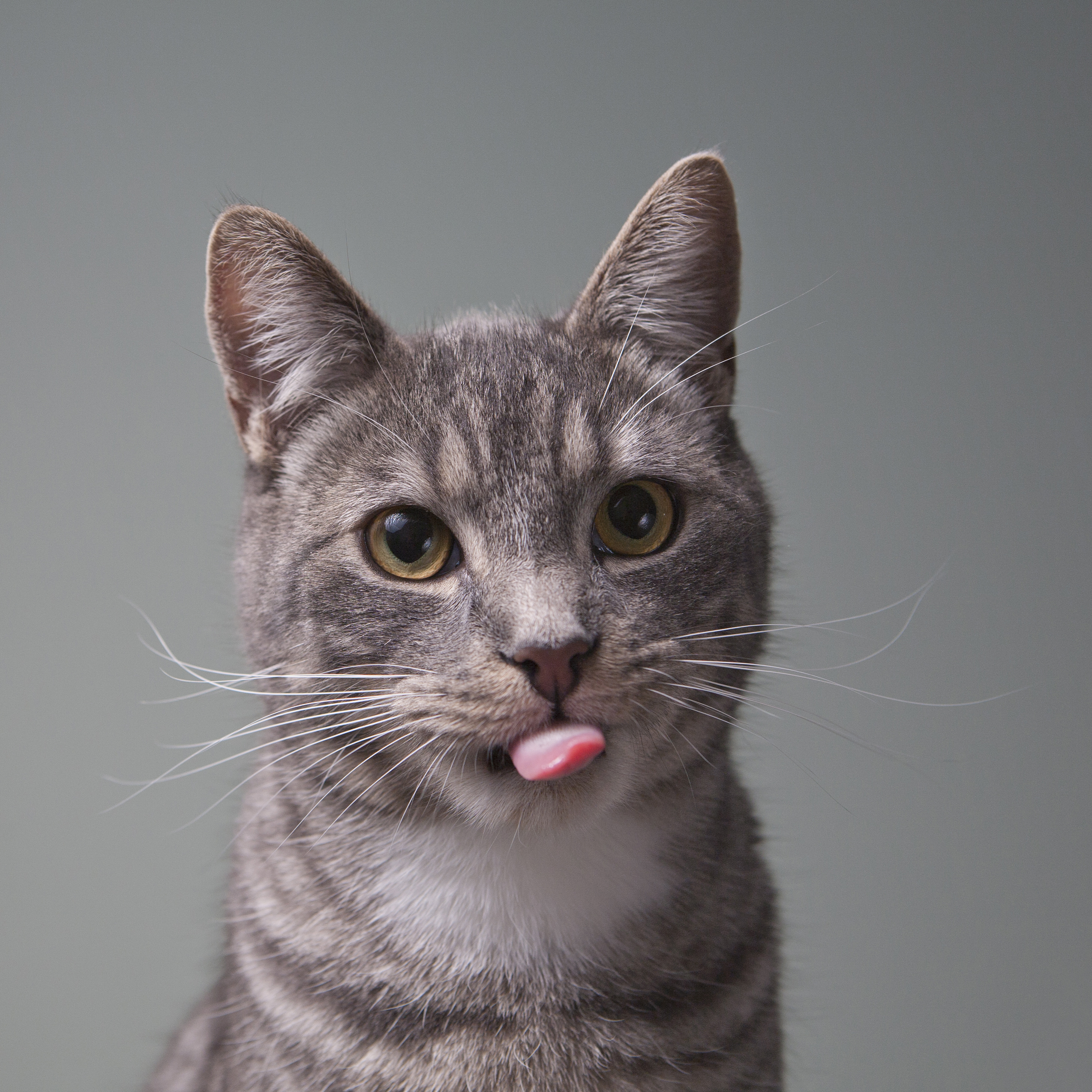 Cats Are Only Semidomesticated, Researchers Say | Time