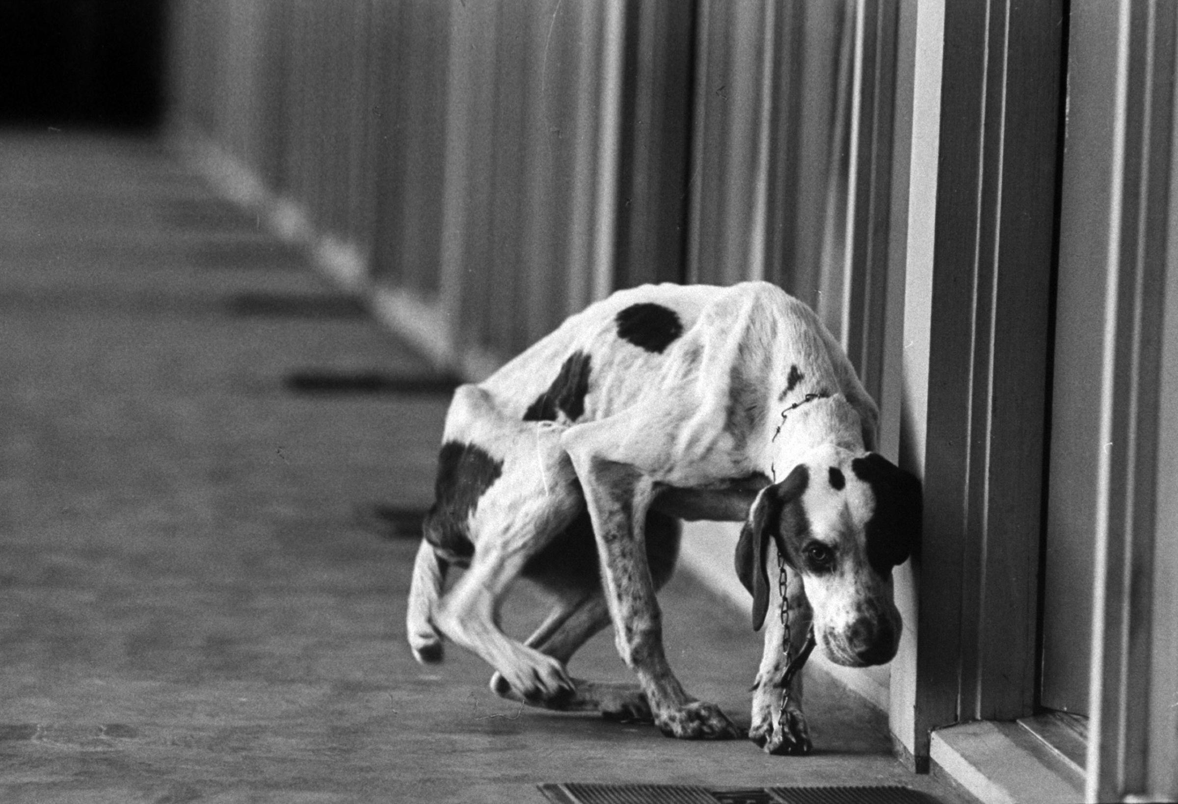 "Lucky," an English pointer ("a pathetic, emaciated horror," in LIFE's words) rescued from an Oklahoma fair in 1966.