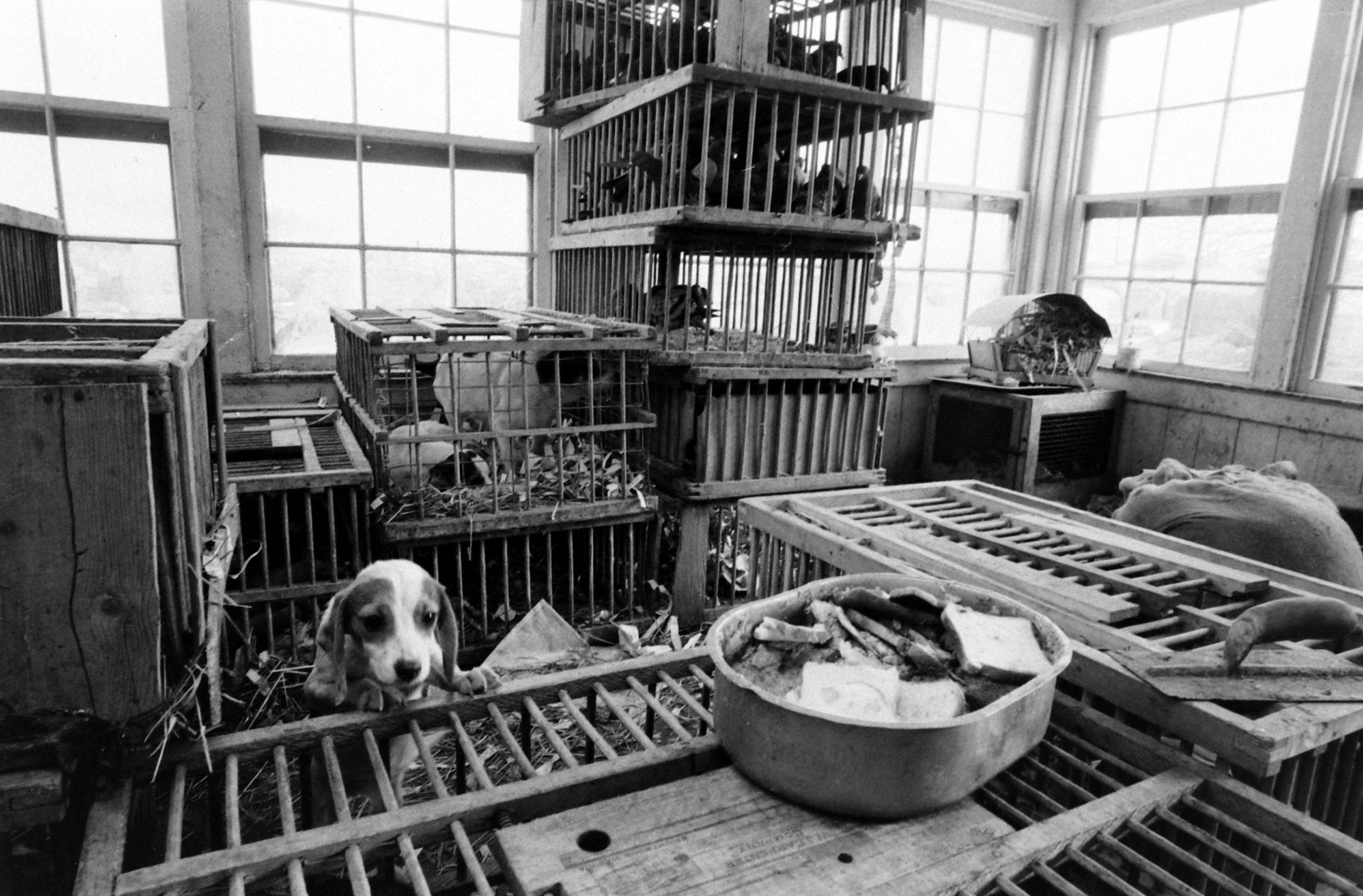 In a shed behind [dog dealer Lester] Brown's house, dogs, pigeons and other creatures were jammed into filthy coops. The only food in sight was the stale bread piled in a washtub.