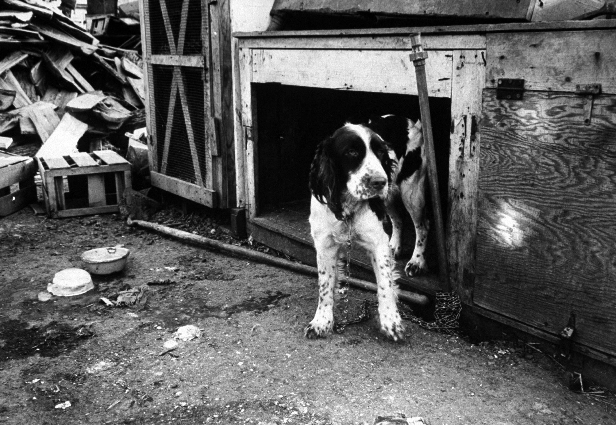 This woebegone springer spaniel was one of only a handful of dogs in [dog dealer Lester] Brown's inventory of over 100 animals that appeared to be fit. Obviously he had just got there.