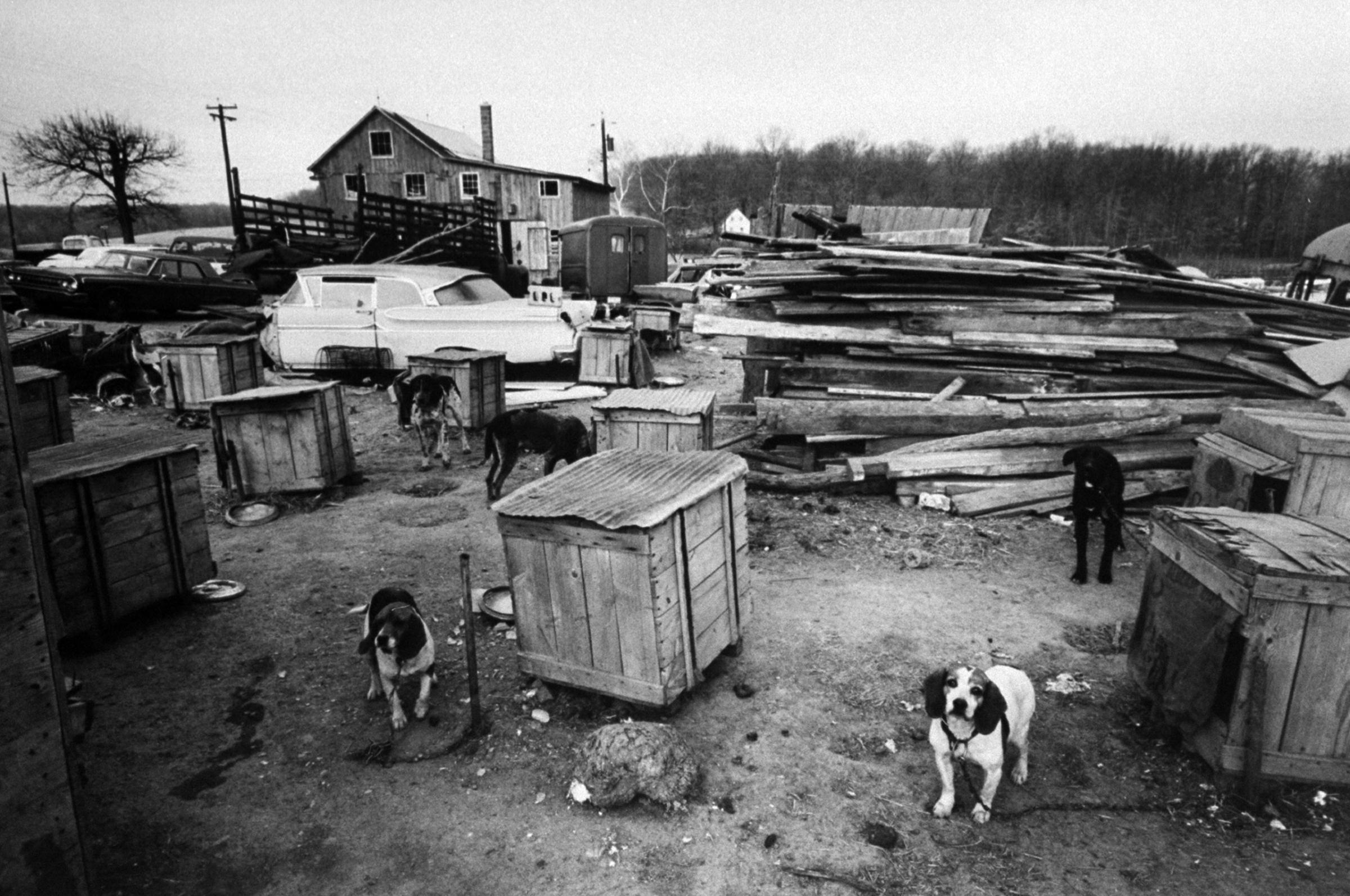 Grim scene at a dog dealer's compound, 1966.