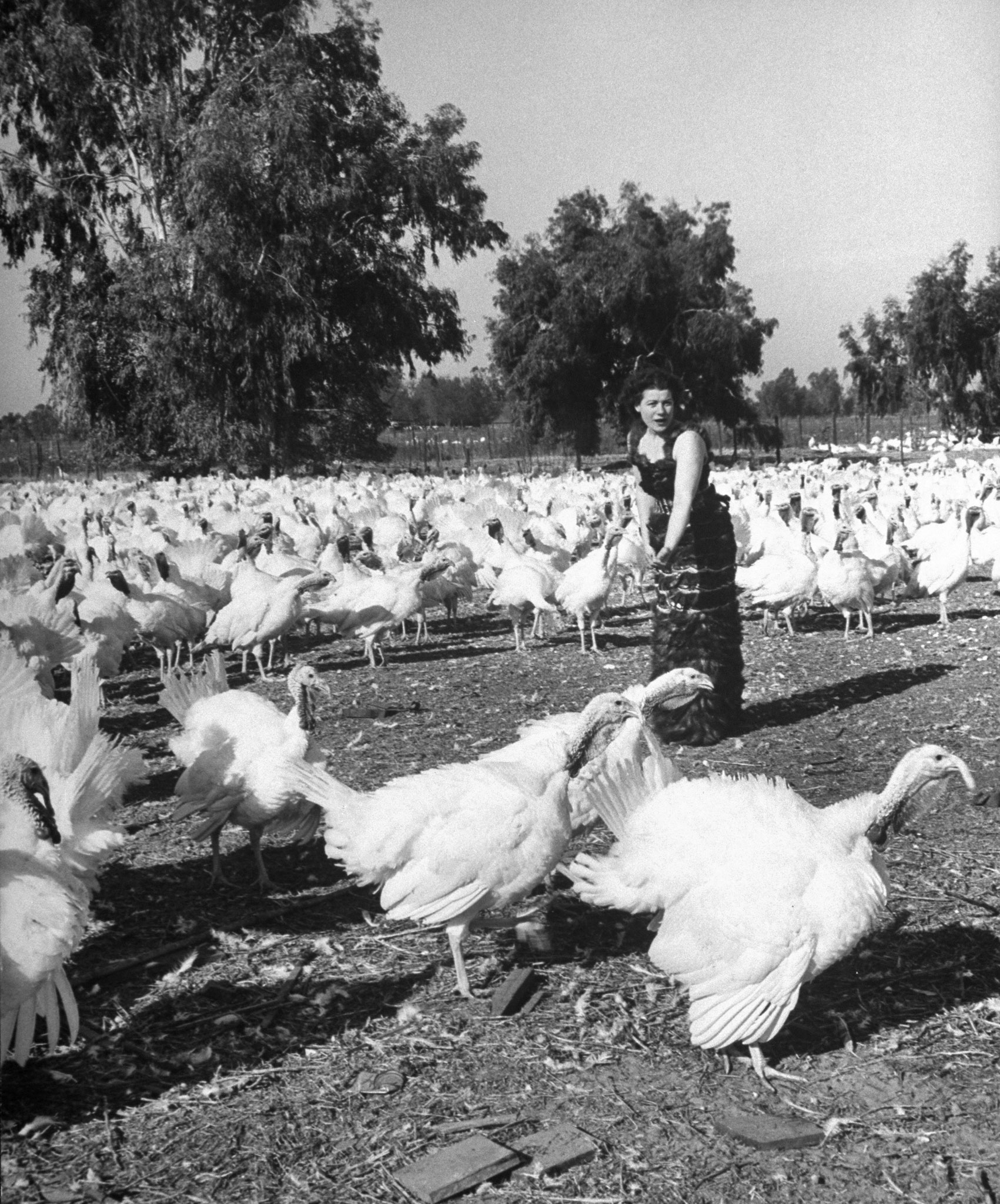 Turkey Feather Dress 1948
