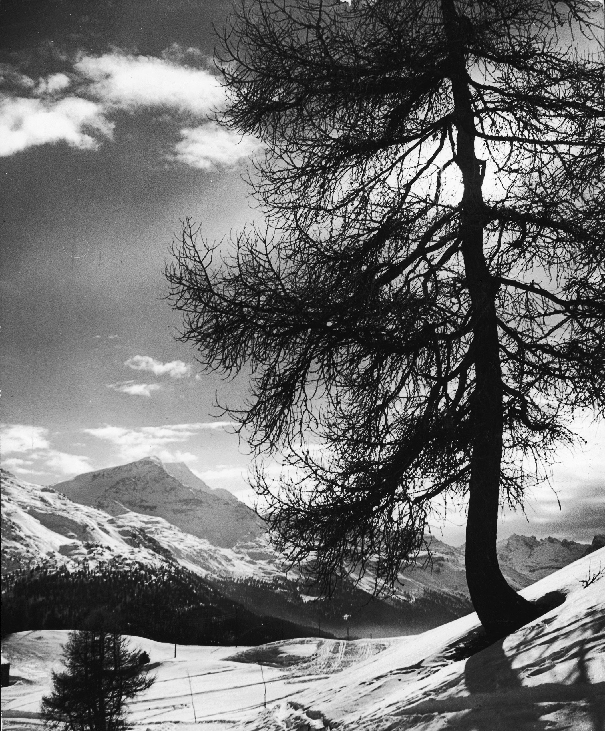 Tree on Alpine slopes, 1947. Peak in the background is Piz Corvatsch.