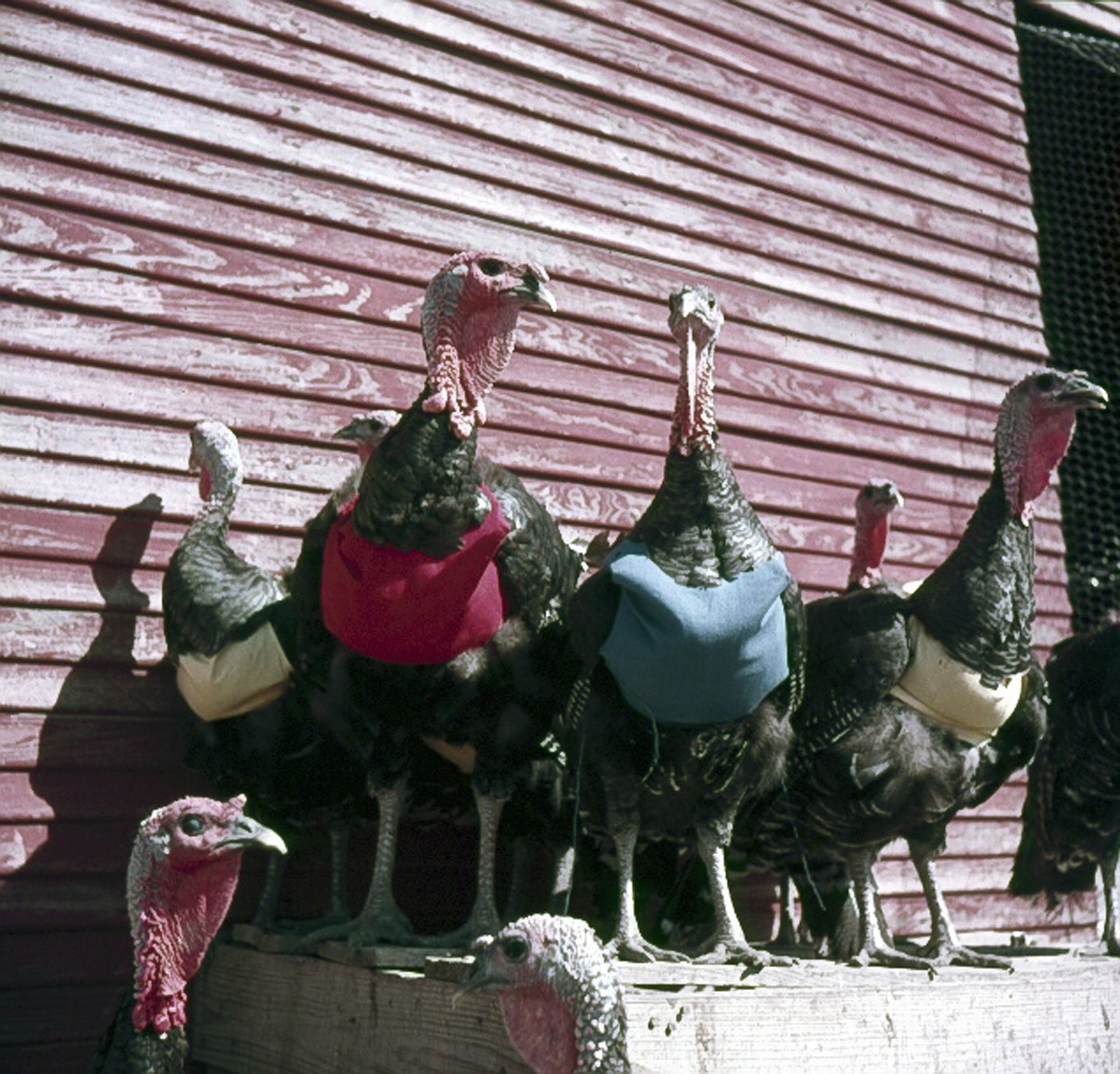 Turkeys with halters, 1954.