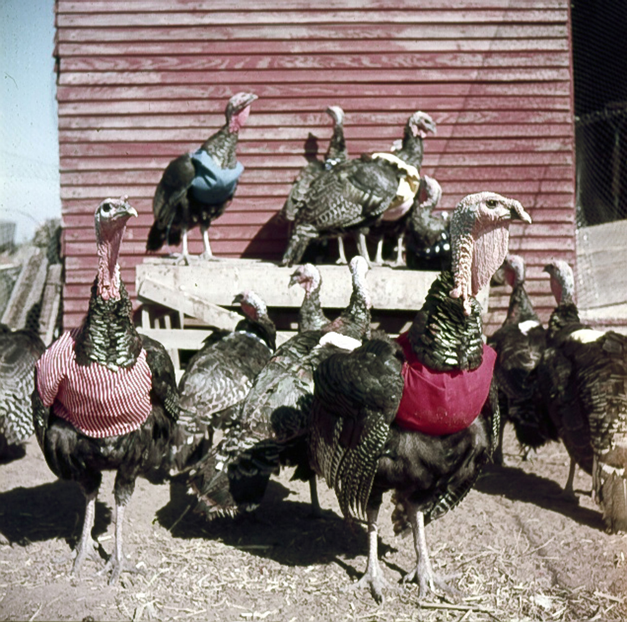 Turkeys with halters, 1954.