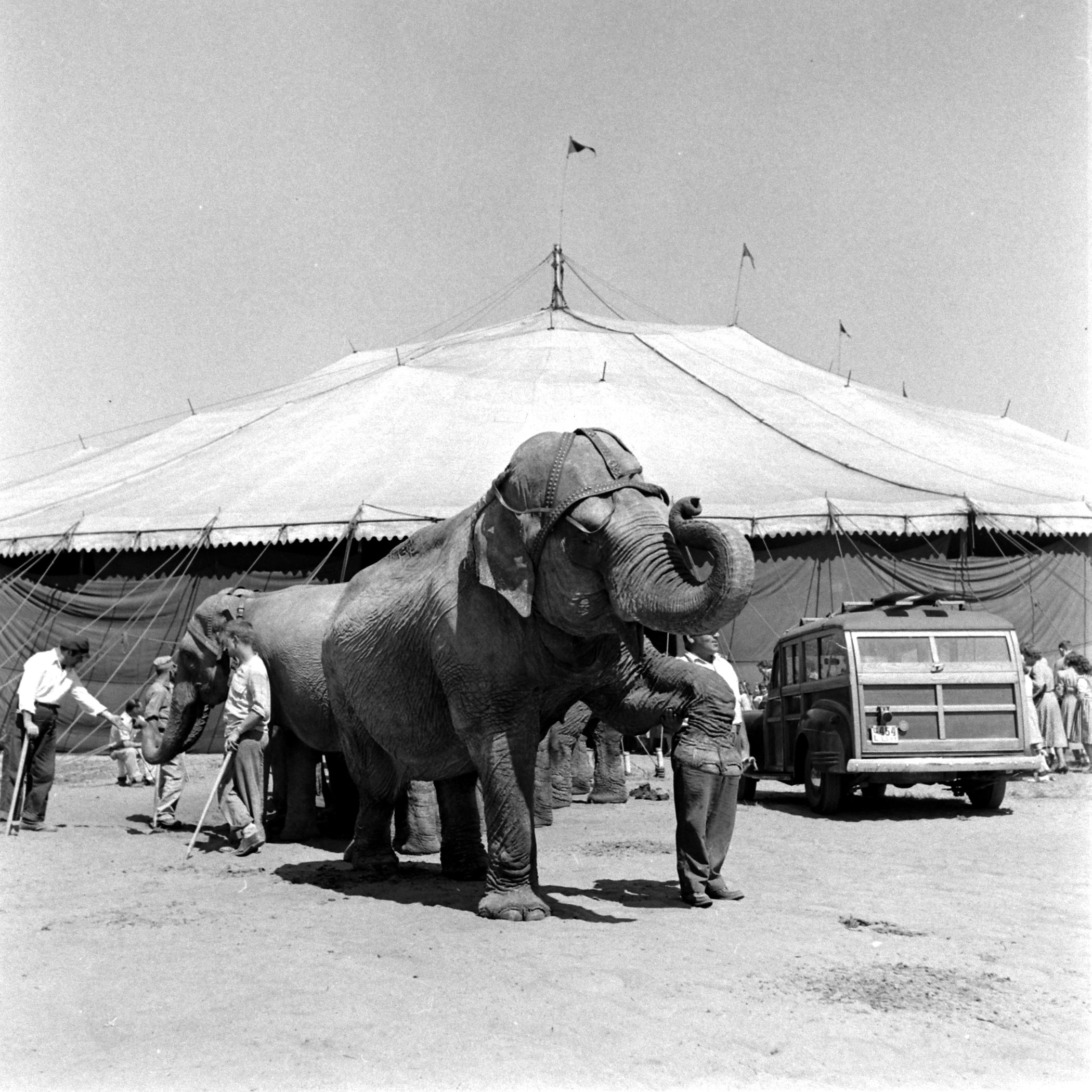 Ringling Bros. and Barnum & Bailey Circus, 1949.