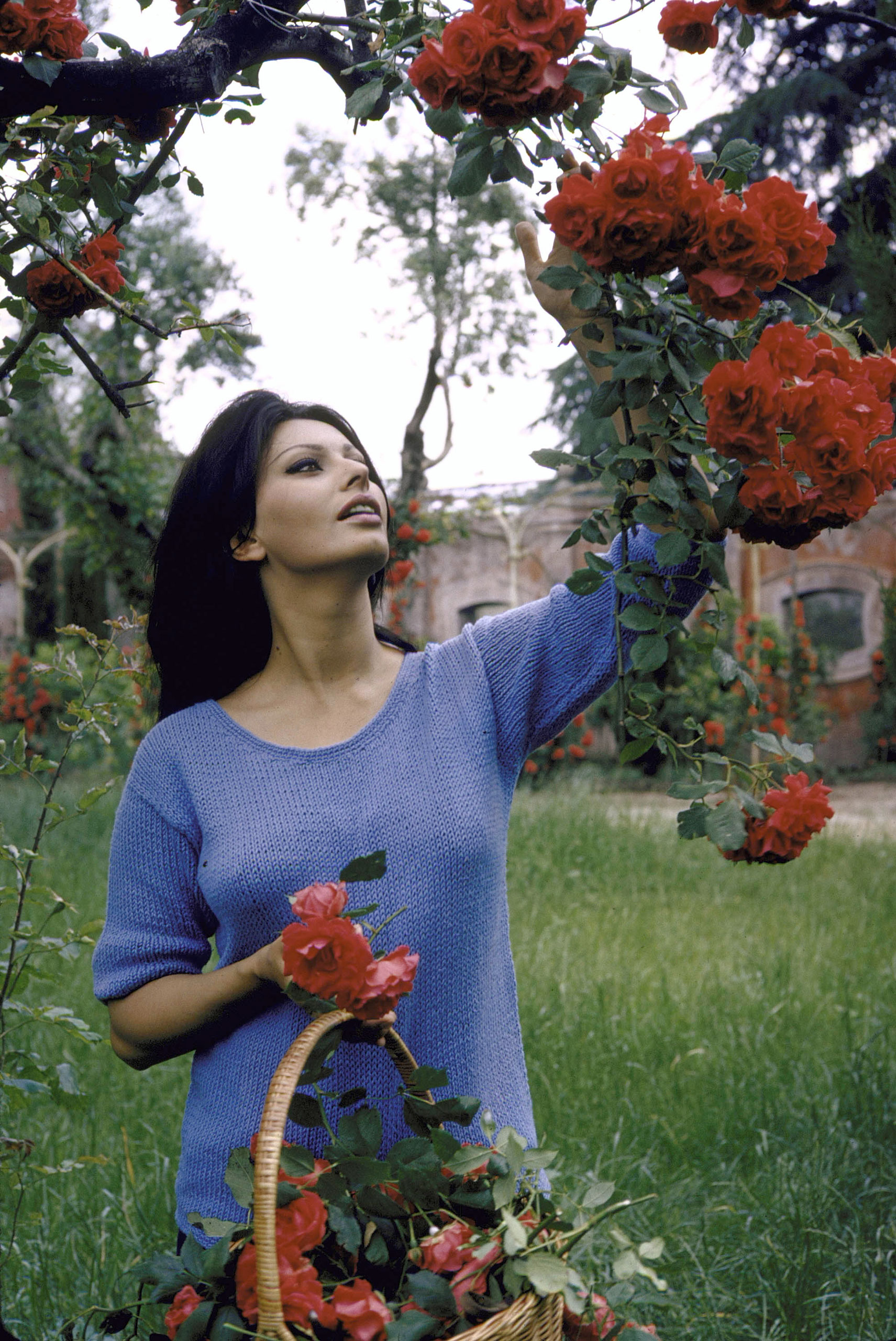 Sophia Loren picks roses at her Italian villa, 1964.