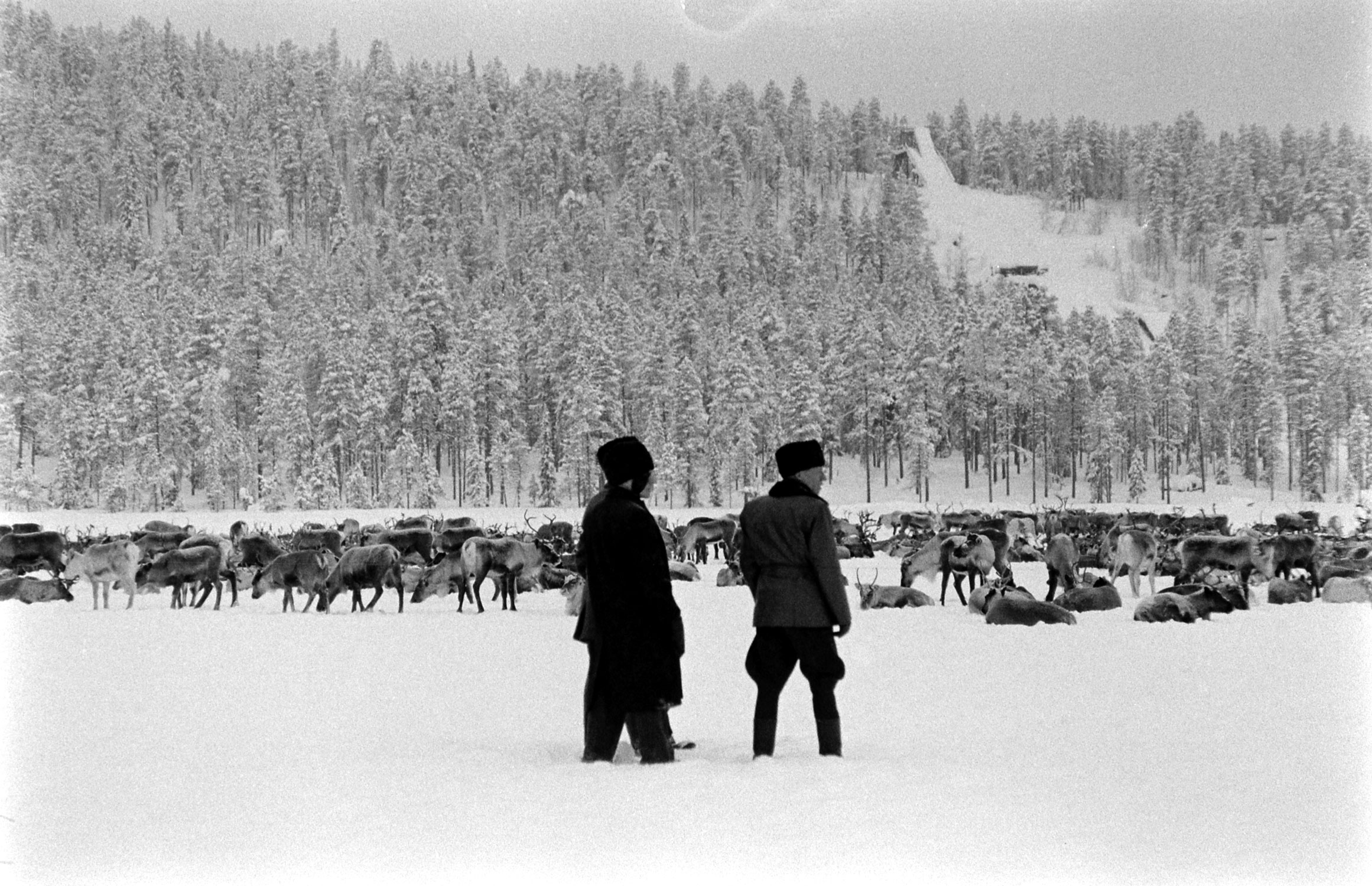 Sami and their reindeer, Sweden, 1955.