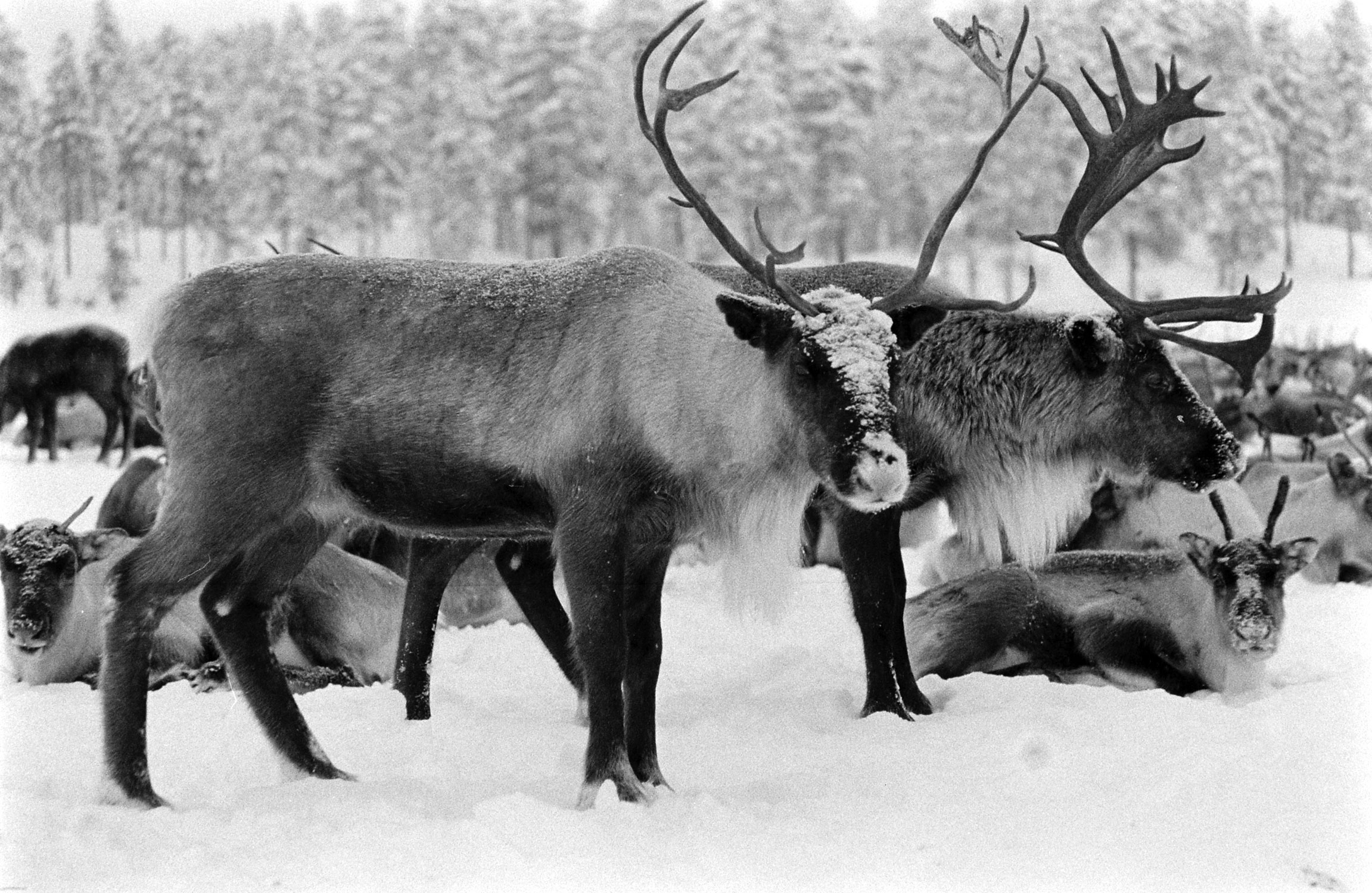 Reindeer, Sweden, 1955.