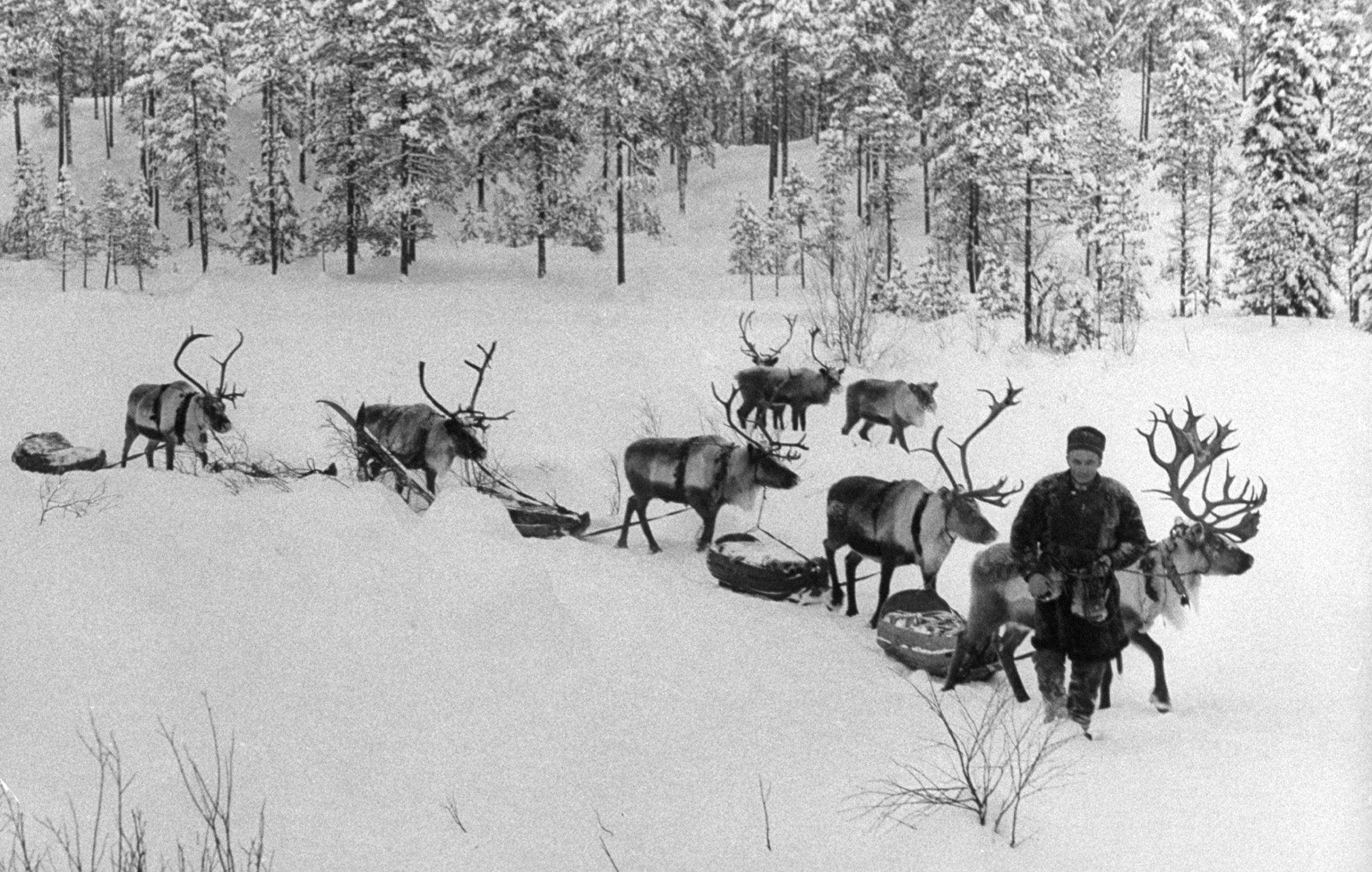A Sami man leading his reindeer to market, Sweden, 1955.