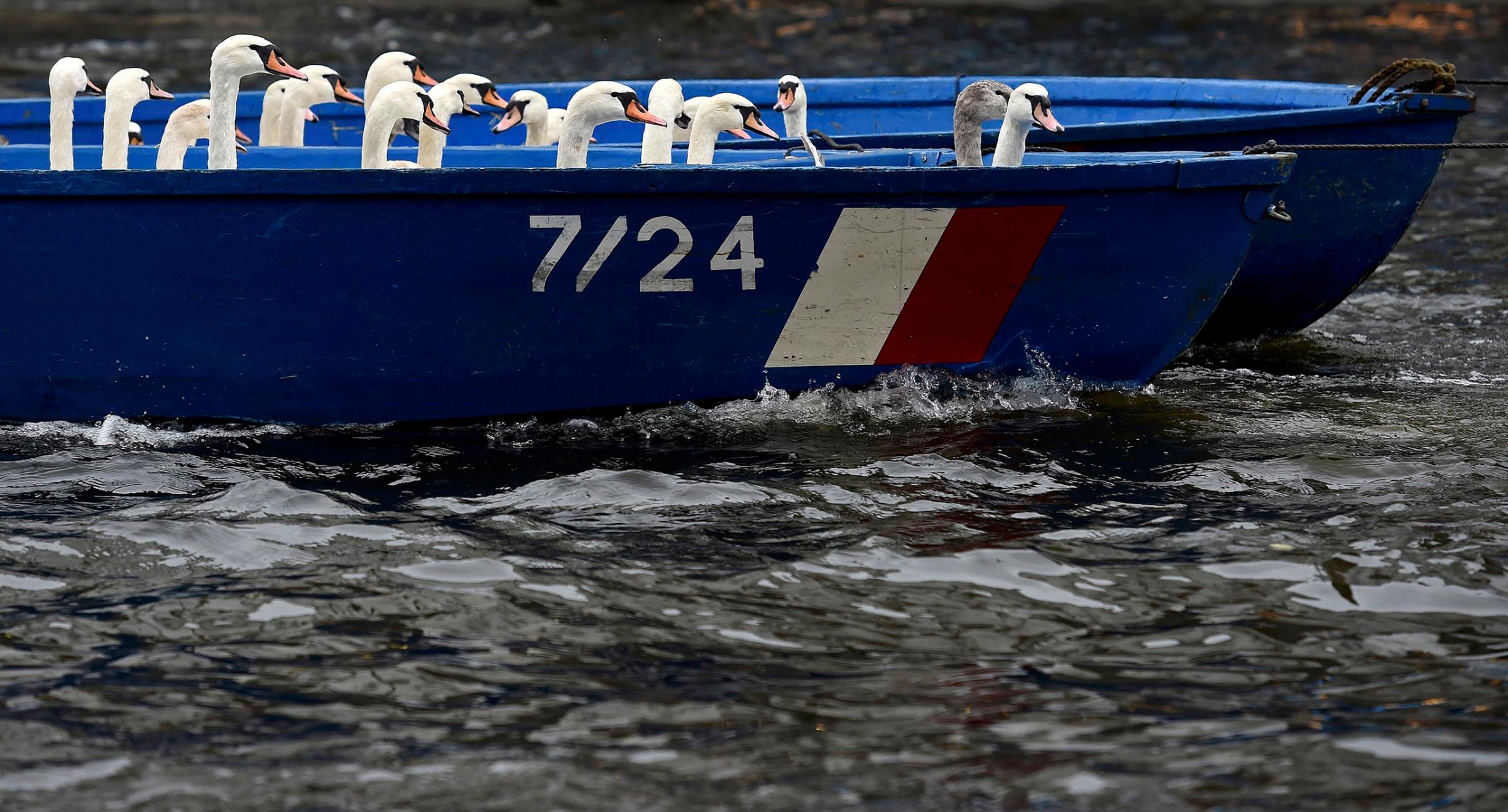 Swans sit in a boat after they were rounded up from Hamburg's inner city lake Alster on Nov. 18, 2014.