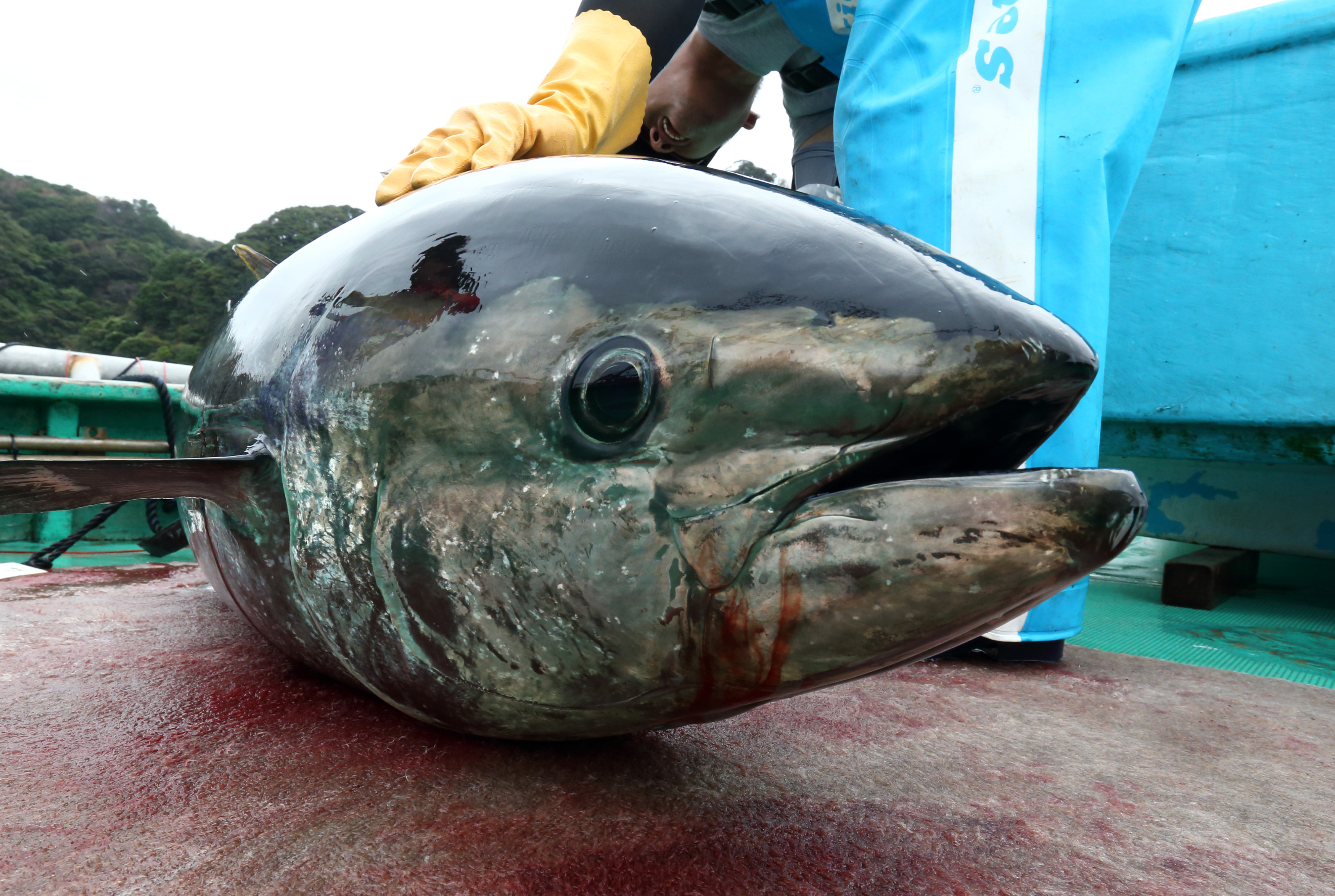 A farmed blue-fin tuna on board a boat at a fish farm operated by the laboratory in Kushimoto, Wakayama Prefecture, Japan, on Tuesday, Oct. 21, 2014. (Tomohiro Ohsumi—Bloomberg / Getty Images)