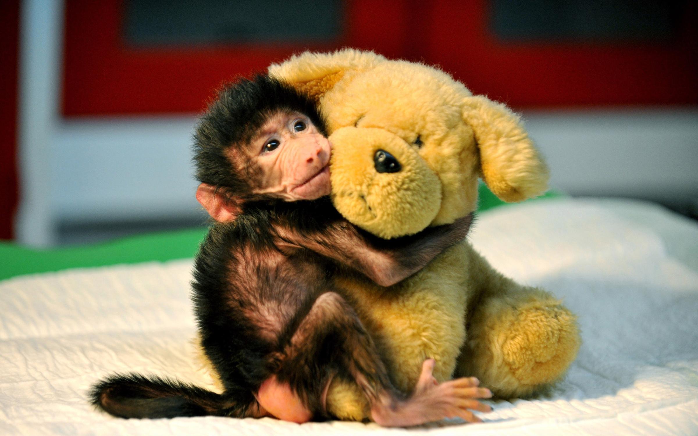 A newborn baboon cuddles a teddy bear after its mom refused to have her at Gaziantep Zoo, in Gazitantep, Turkey on Nov. 15, 2014.