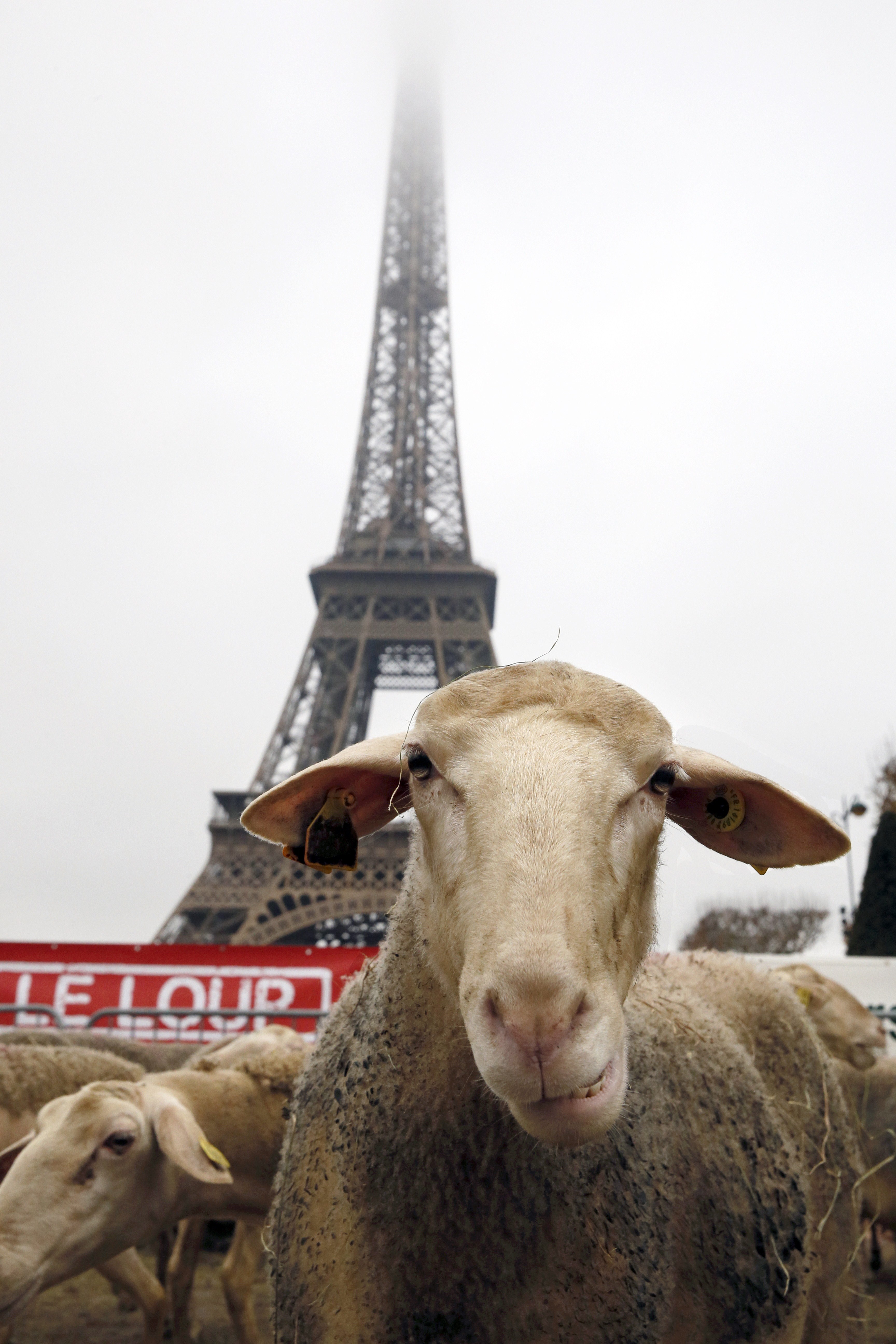 A sheep stands at the Champ de Mars near the Eiffel Tower in Paris during a protest by farmers demanding an effective plan by the ecology ministry to fight against wolves following an increasing number of attacks on flocks on November 27, 2014. (PATRICK KOVARIK—AFP/Getty Images)