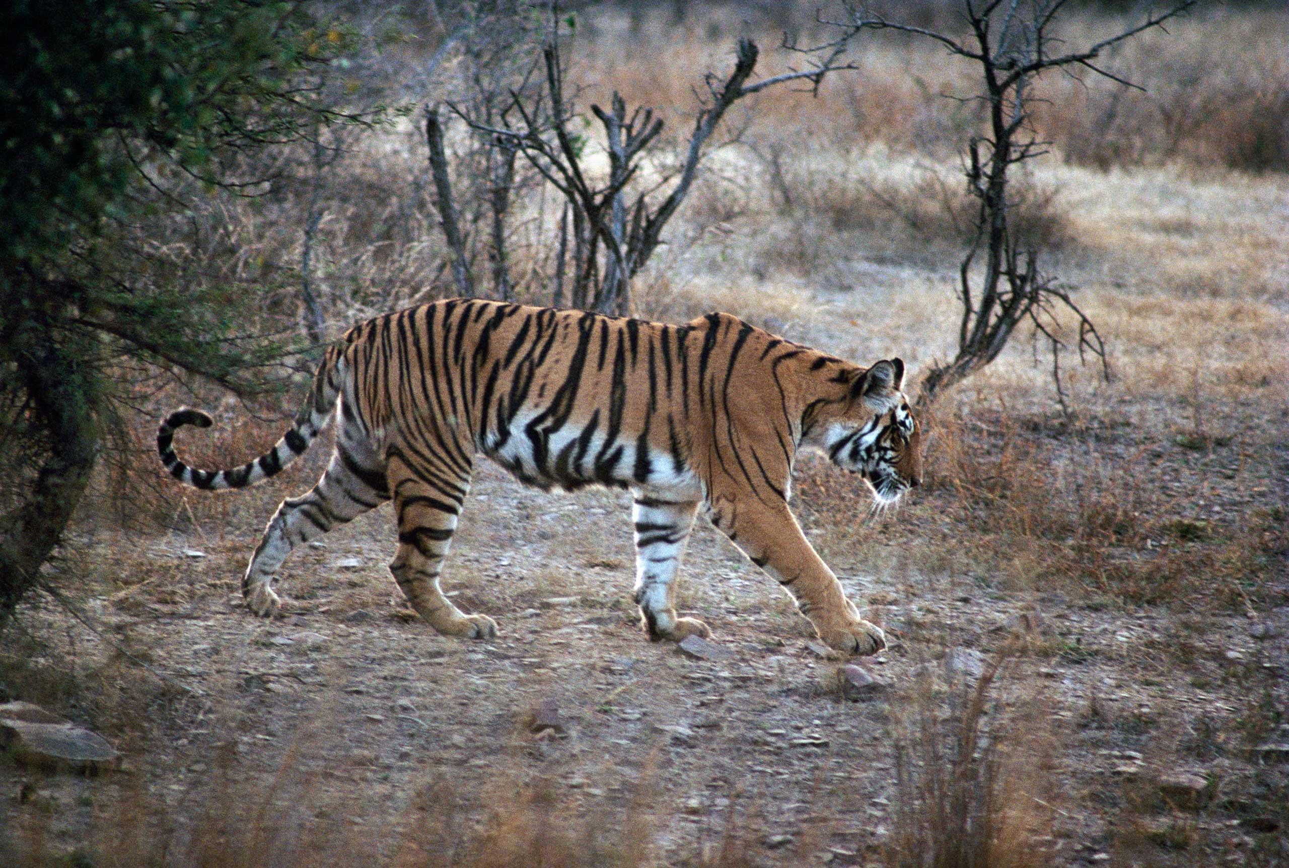 A Bengal tiger at Ranthambore National Park, India, on March 3, 2014 (De Agostini/Getty Images)