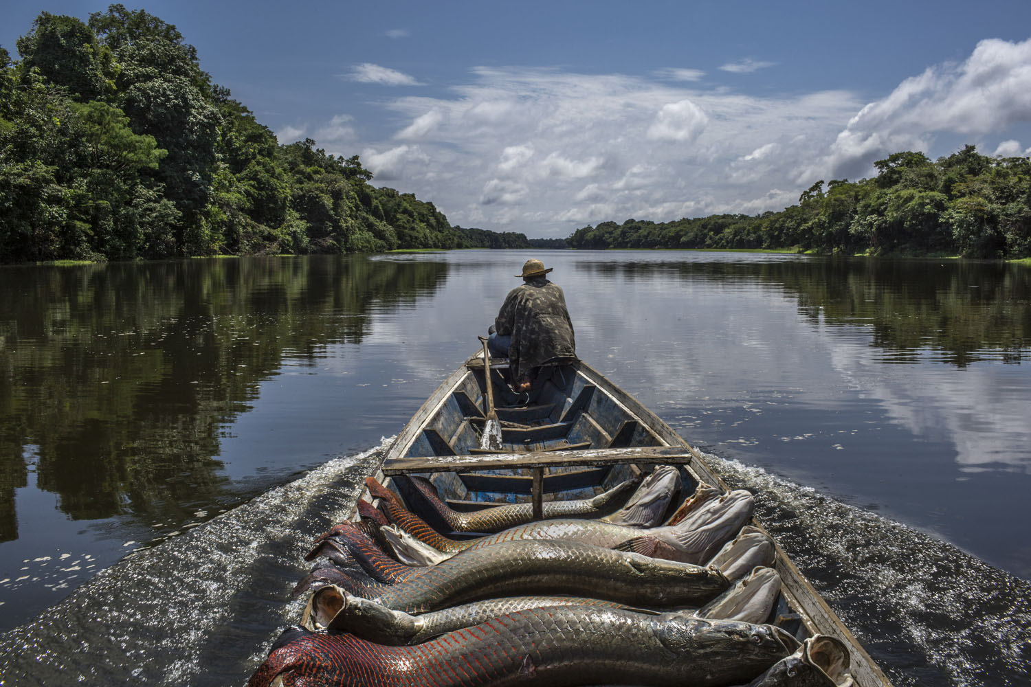 A fisherman guides his canoe laden with pirarucu out of Lago do Macaco, or Monkey's Lake, in Brazilís Amazonas region.