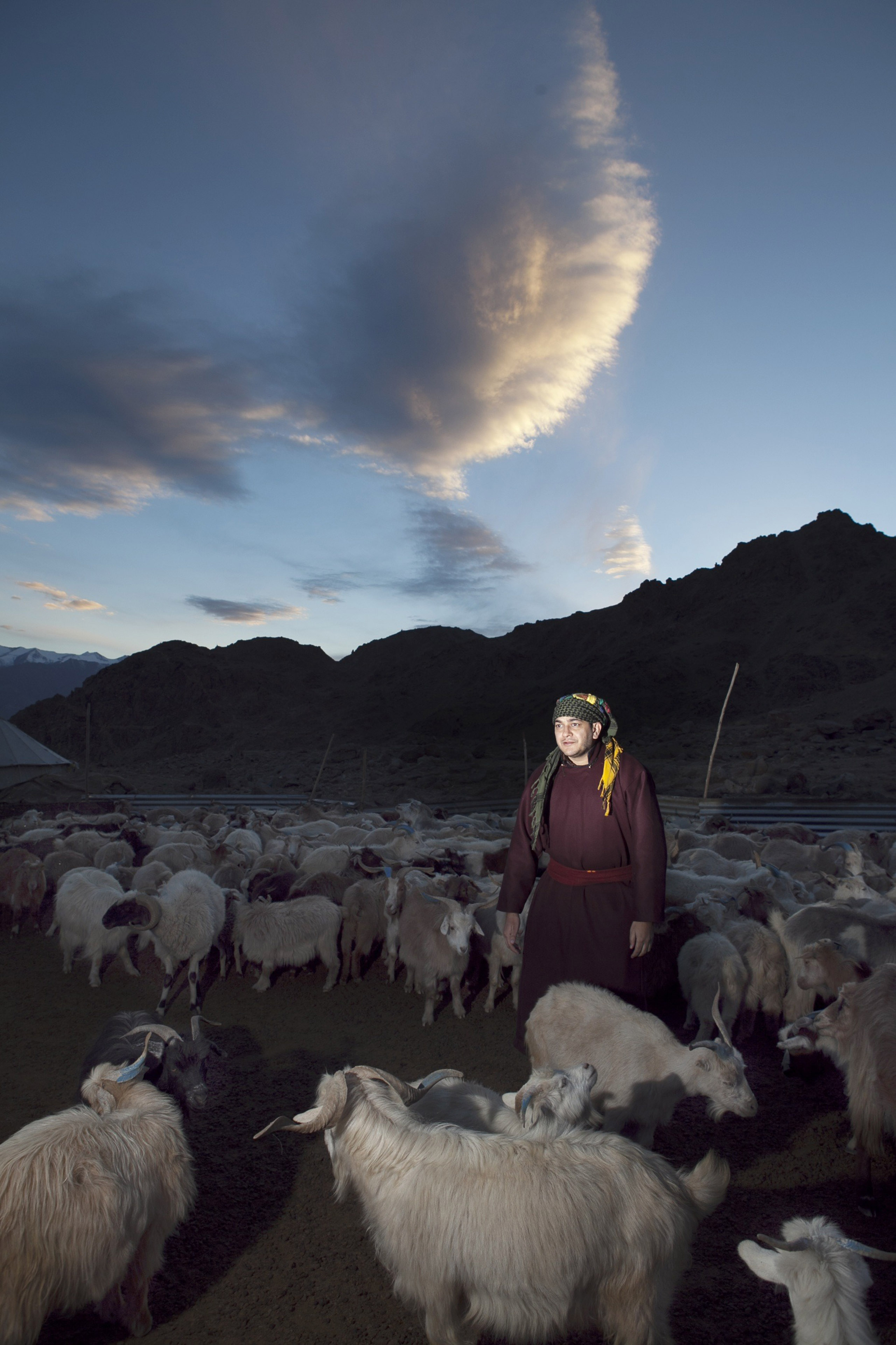 Babar Afzal in Stakmo village, situated on the outskirts of Leh. He helps Tsering Dolma with her daily chore of rounding up the goats, counting them and securing for the night. (Photograph by Sumit Dayal for time)
