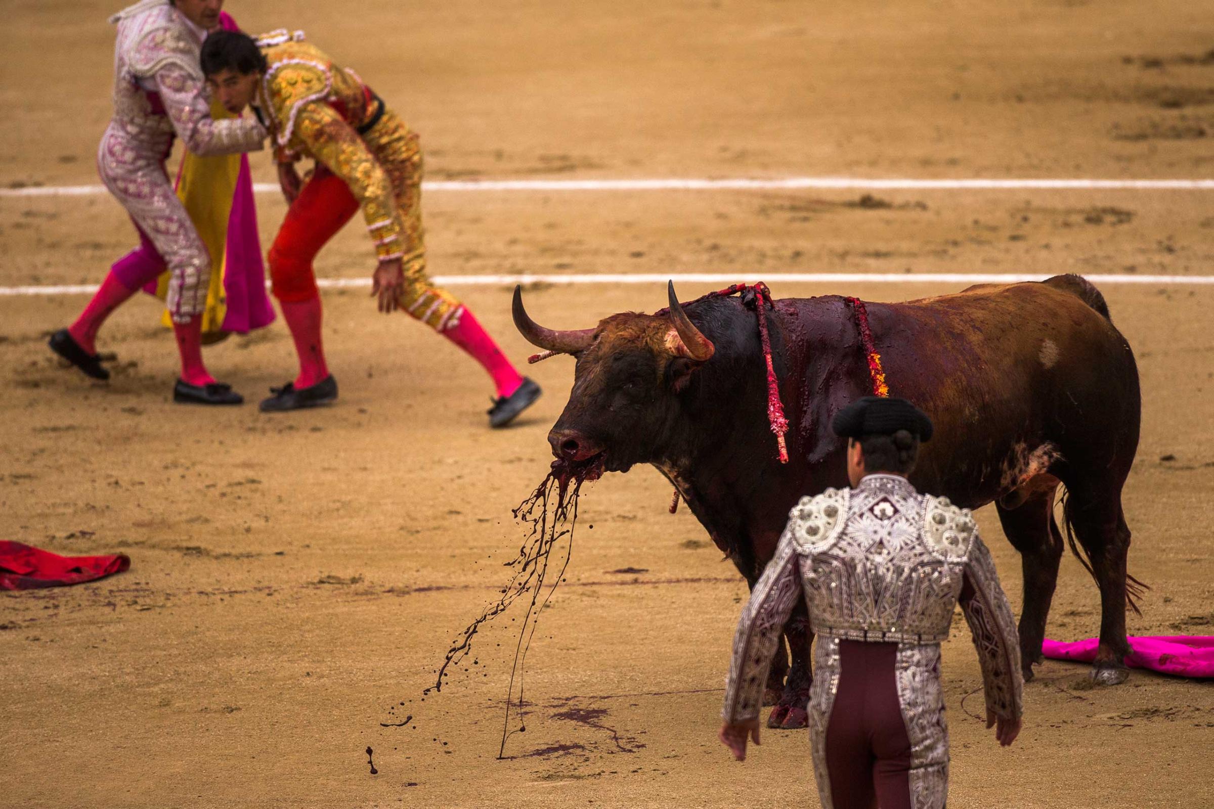 Spanish bullfighter Jimenez Fortes, top second left, kills a Los Chospes ranch fighting bull after being tossed by the bull during a bullfight at Las Ventas bullring in Madrid, Spain, May 20, 2014.