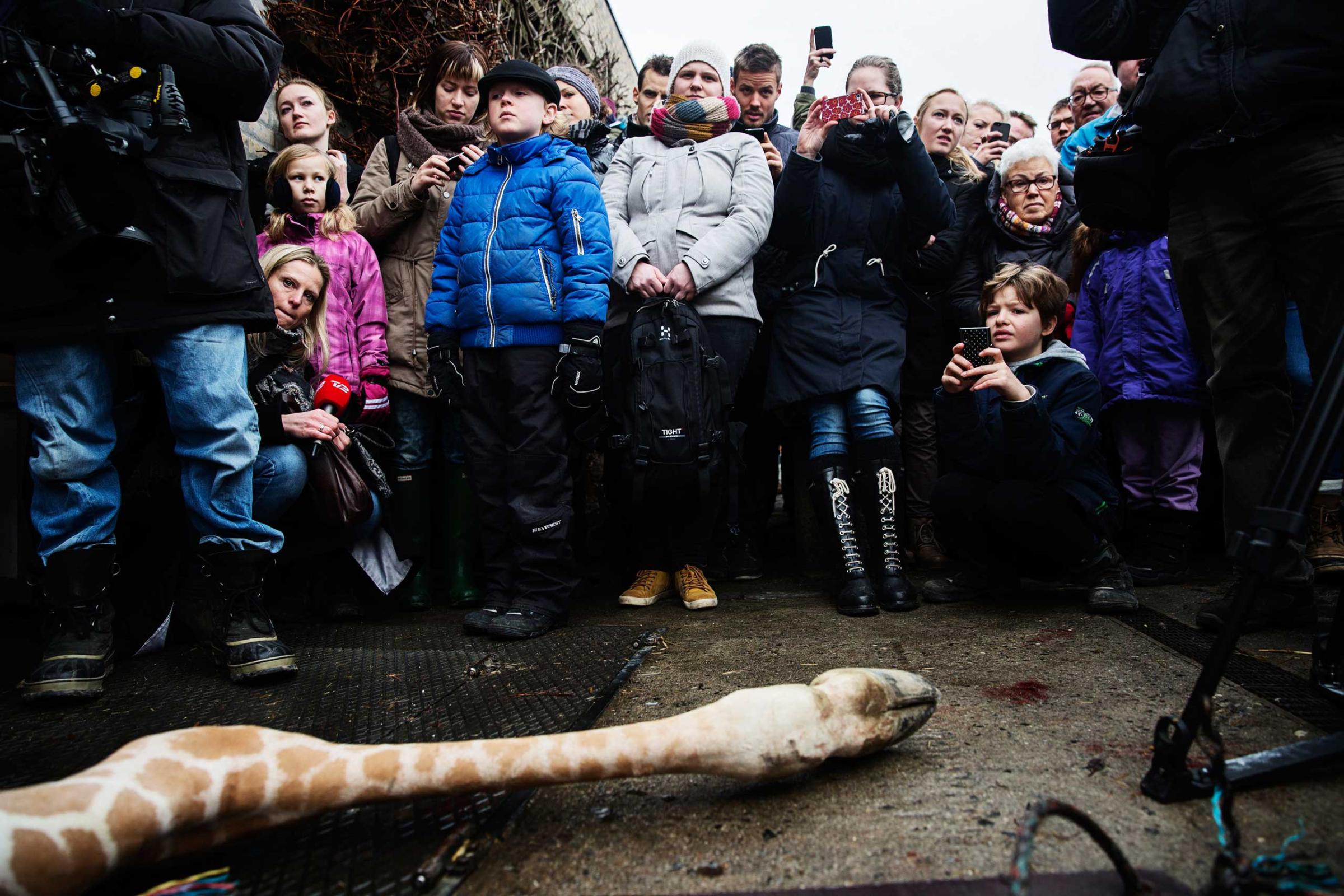 People look at the carcass of the giraffe Marius after it was killed in Copenhagen Zoo, Feb. 9, 2014.