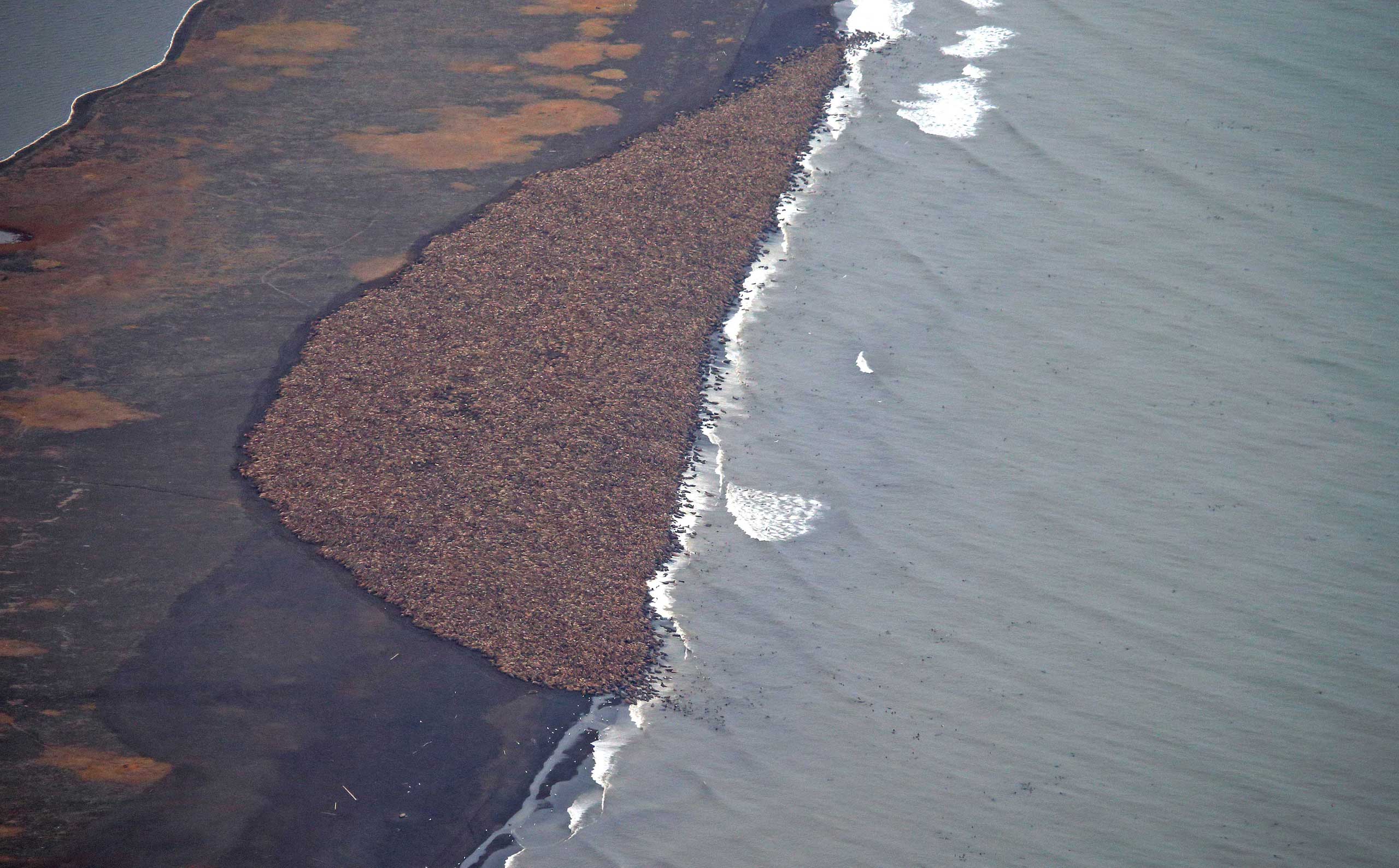35,000 walruses gather on shore near Point Lay, Alaska, Sept. 27, 2014.