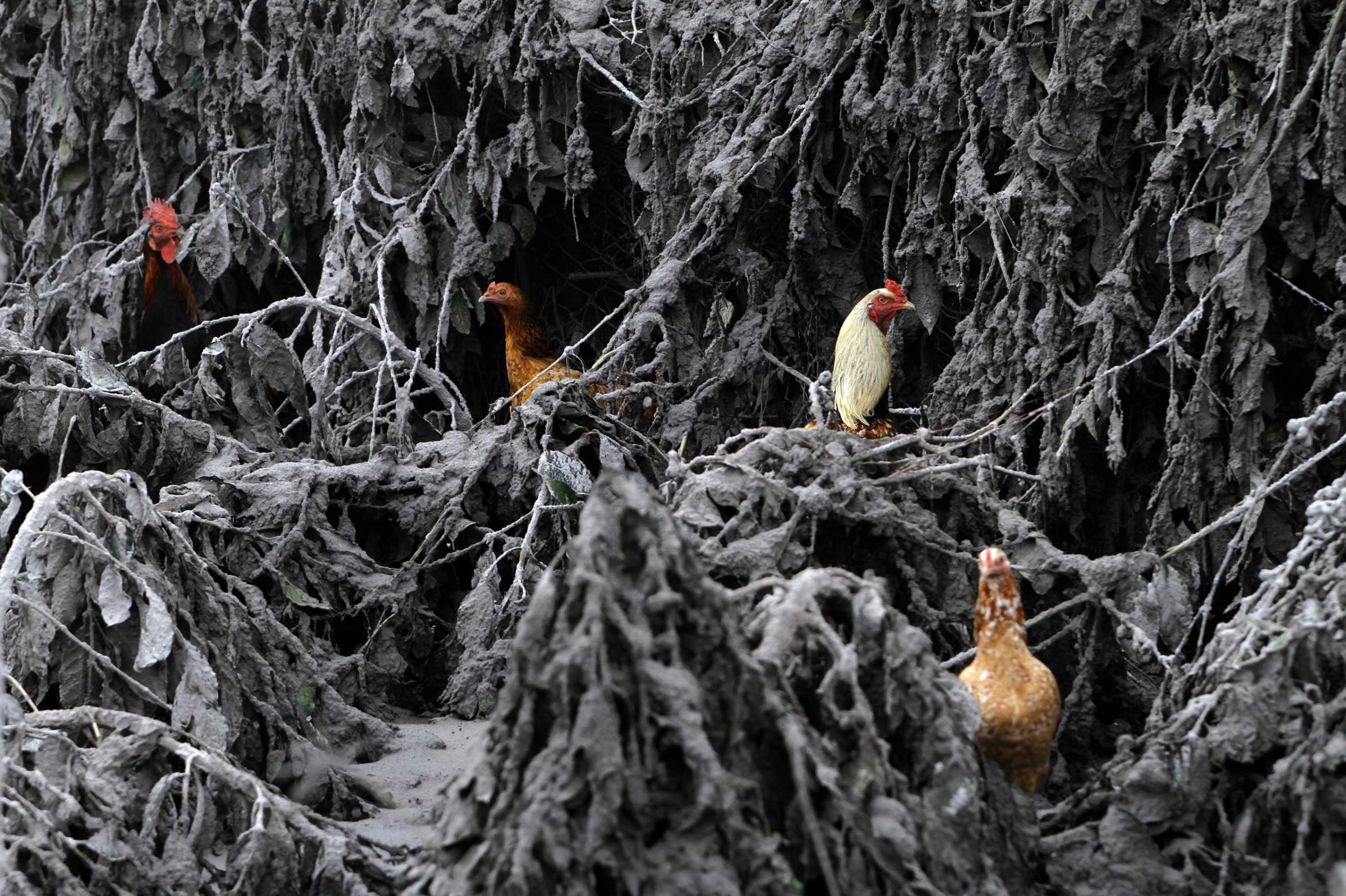 Chickens are seen in the midst of plants covered by ash from Mount Sinabung near Sigarang-Garang in Indonesia's North Sumatra province, Jan. 12, 2014.