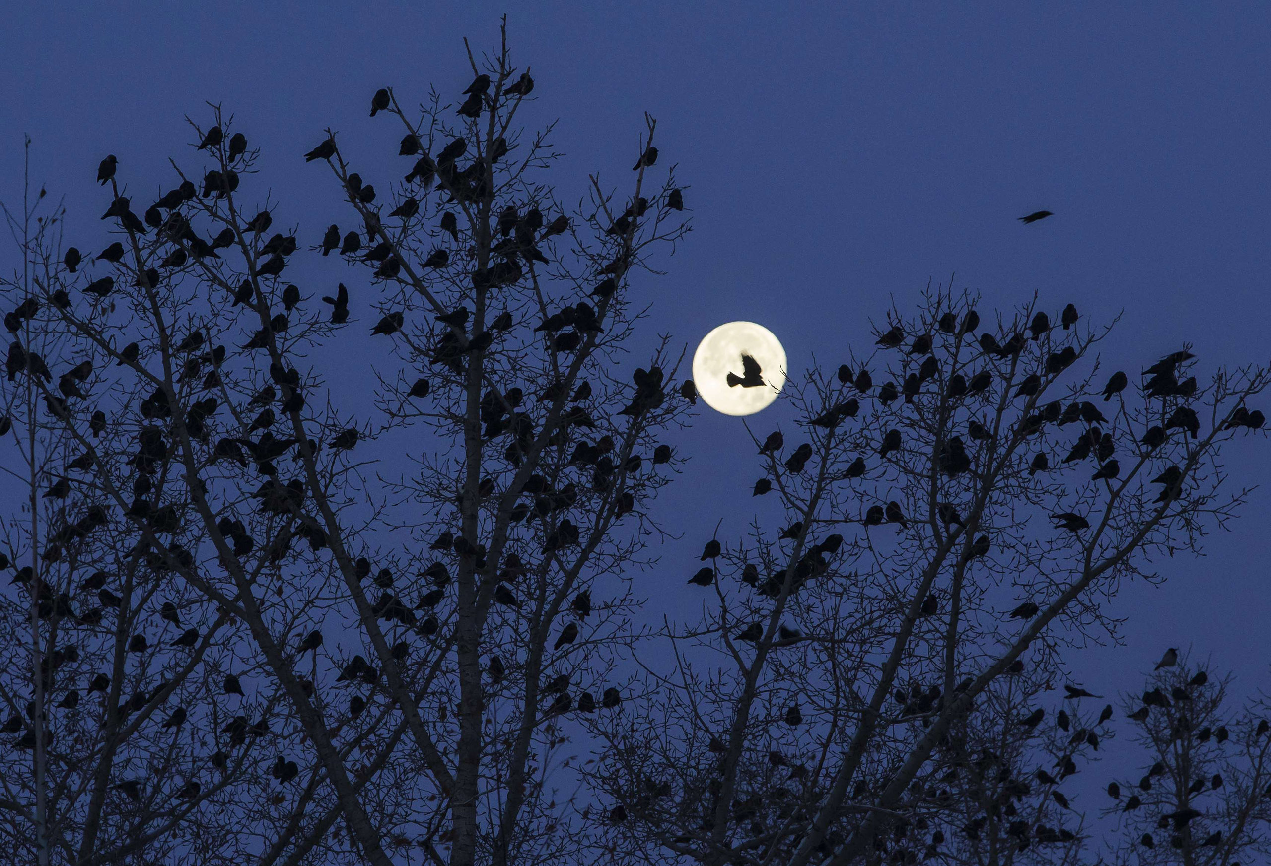 A flock of birds are seen on a tree against the moon in Kostanay, northern Kazakhstan on Nov. 8, 2014.