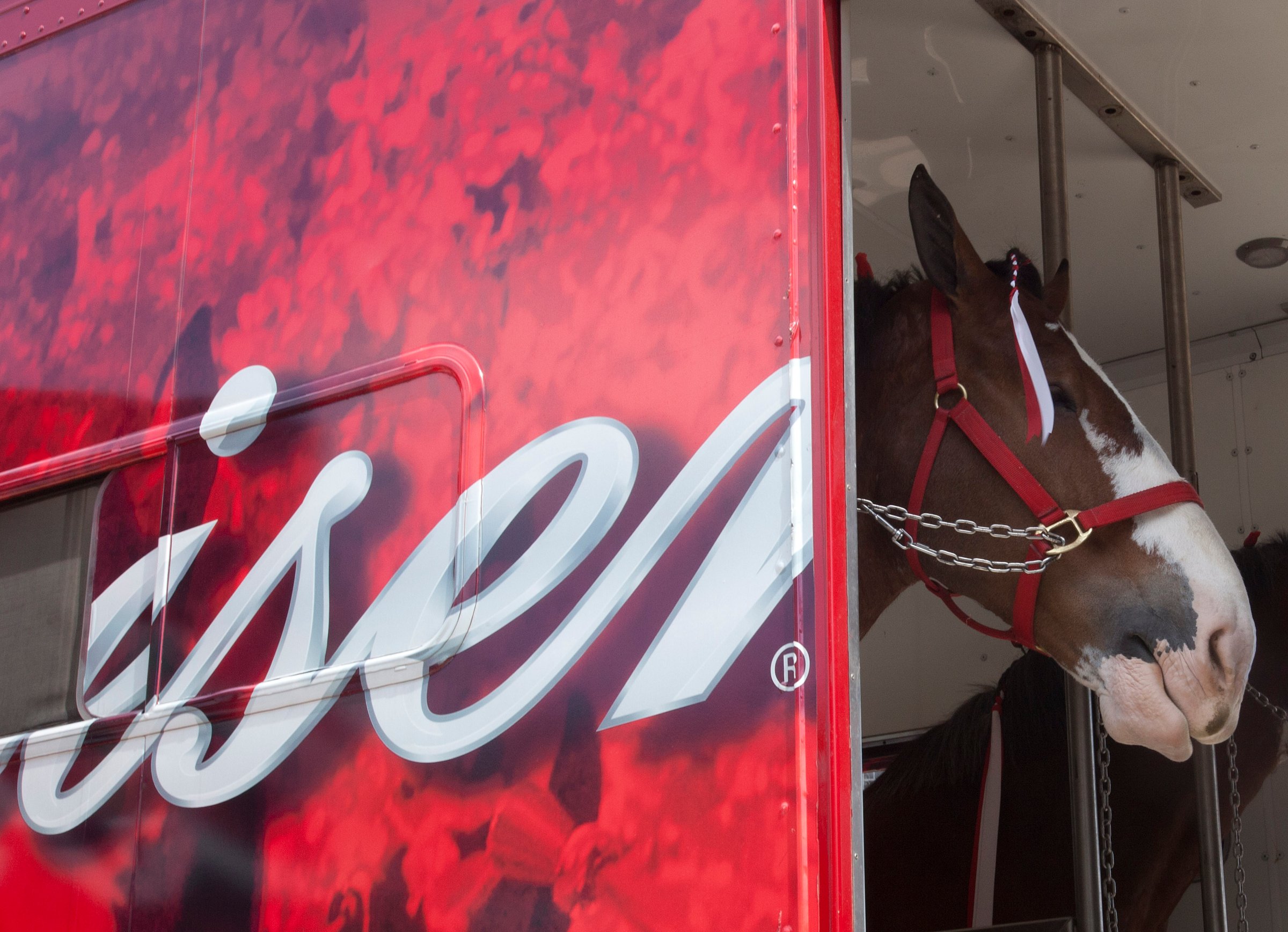 A Budweiser clydesdale horse sticks his head out of the trailer before the game between the Colorado Rockies and the Houston Astros on Opening Day at Minute Maid Park on April 6, 2012 in Houston.