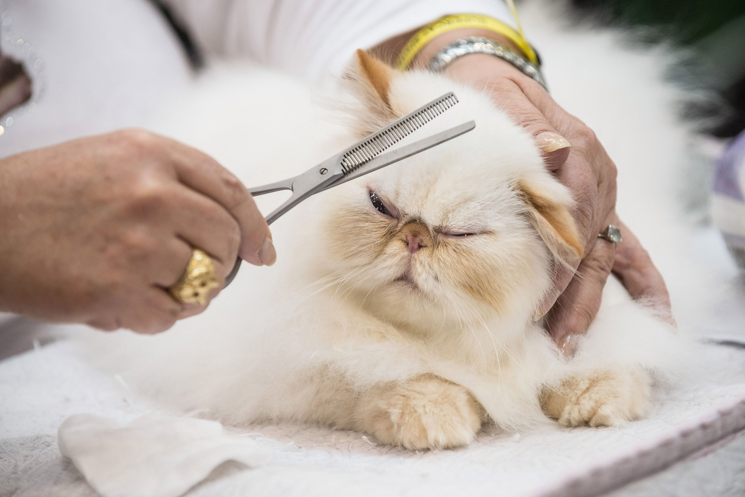 A cat waits to be examined with its owner by the jury during the first day of the Super Cat Show 2014, on Nov. 8, 2014 in Rome.