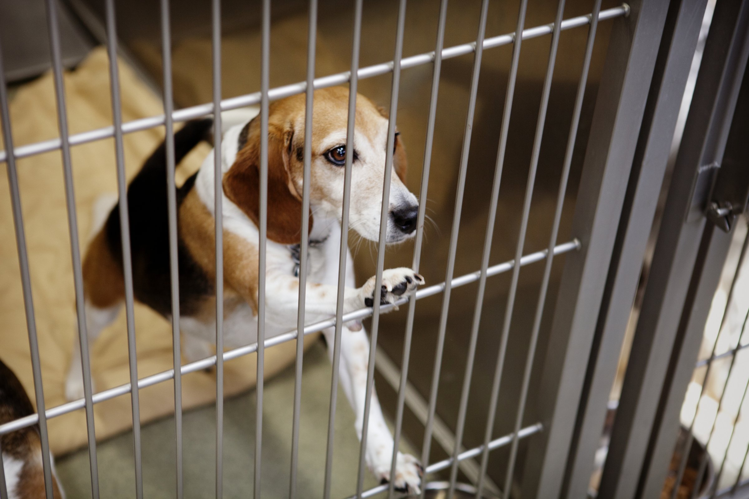 Beagle on Hind Legs with Paws on Kennel Bars