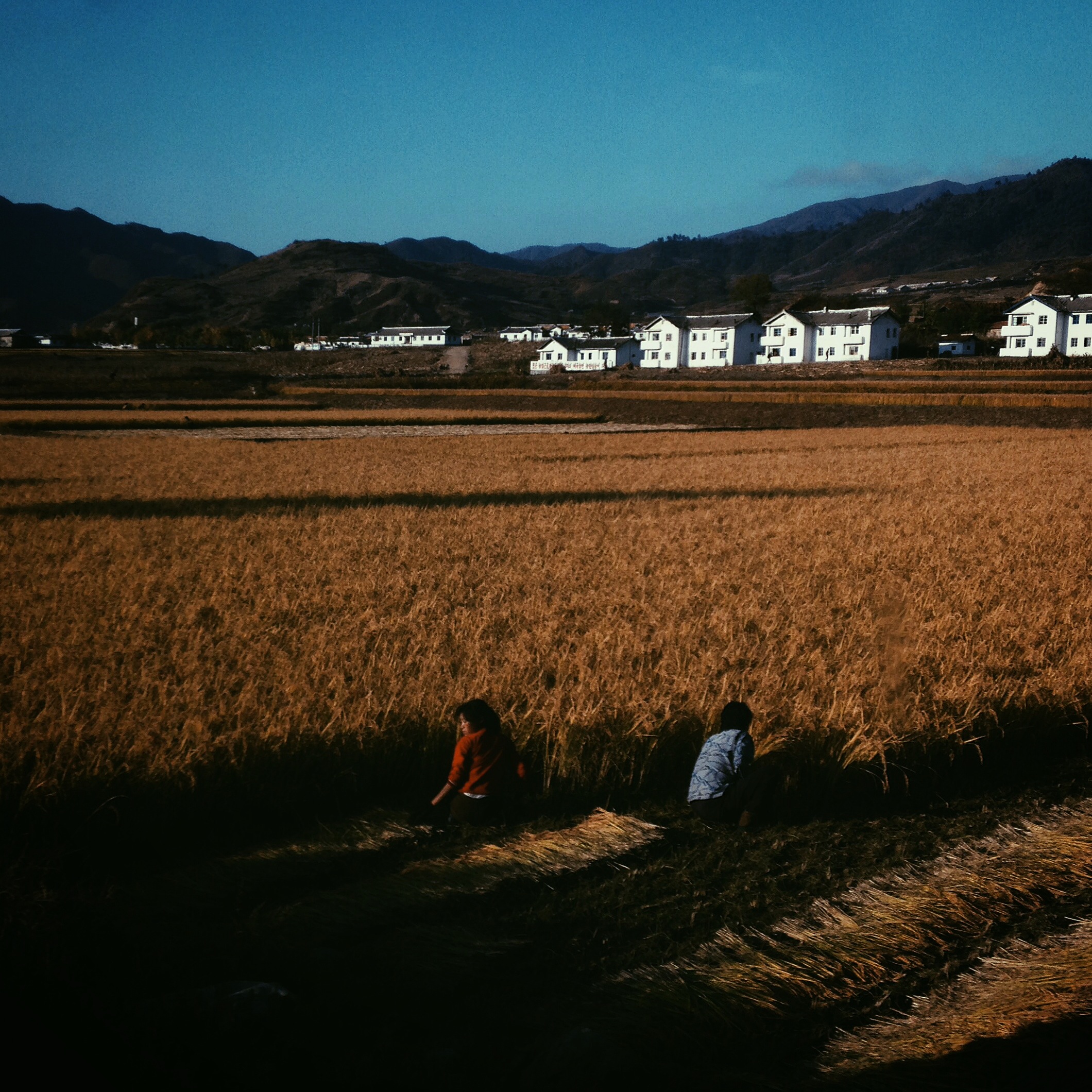 Harvest time outside a village near North Korea's Mt. Kumgang.
