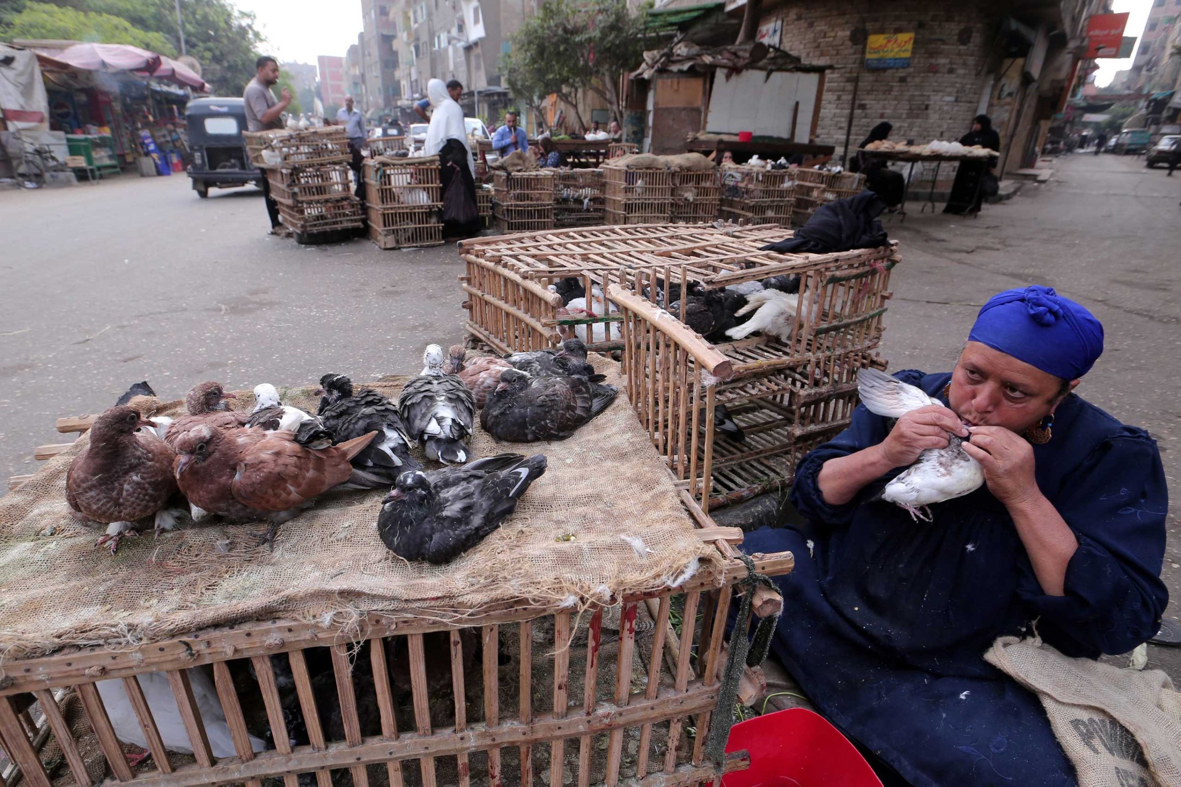 A poultry merchant feeds a pigeon from her mouth in a popular market in Cairo, Egypt, Nov. 19 2014.